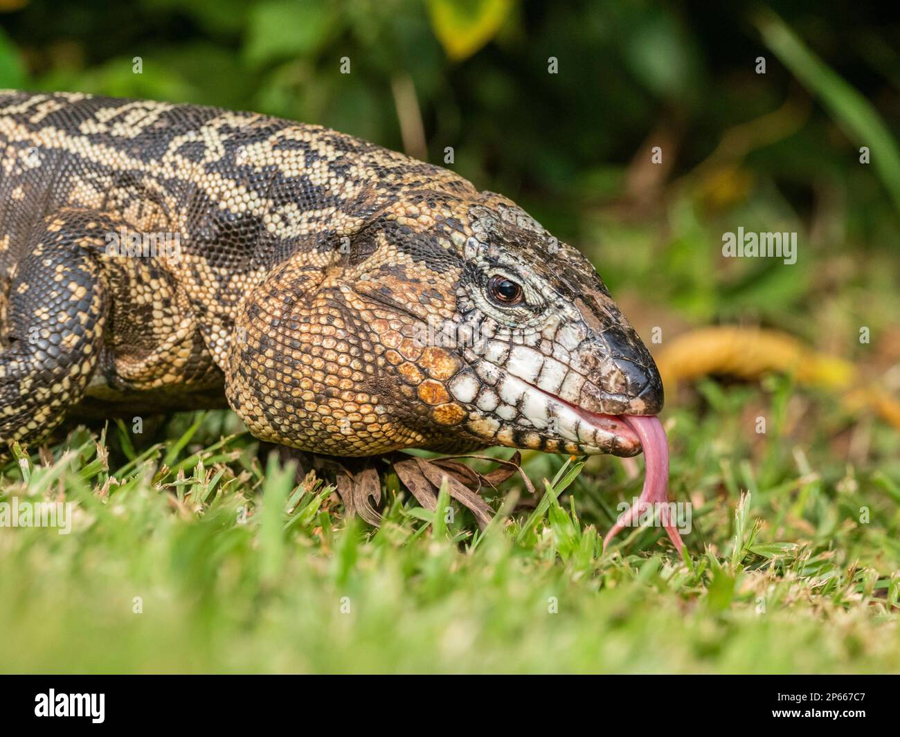 Un tegu bianco e nero argentino adulto (Salvator merianae), cascate di Iguazu, patrimonio dell'umanità dell'UNESCO, provincia di Misiones, Argentina, Sud America Foto Stock