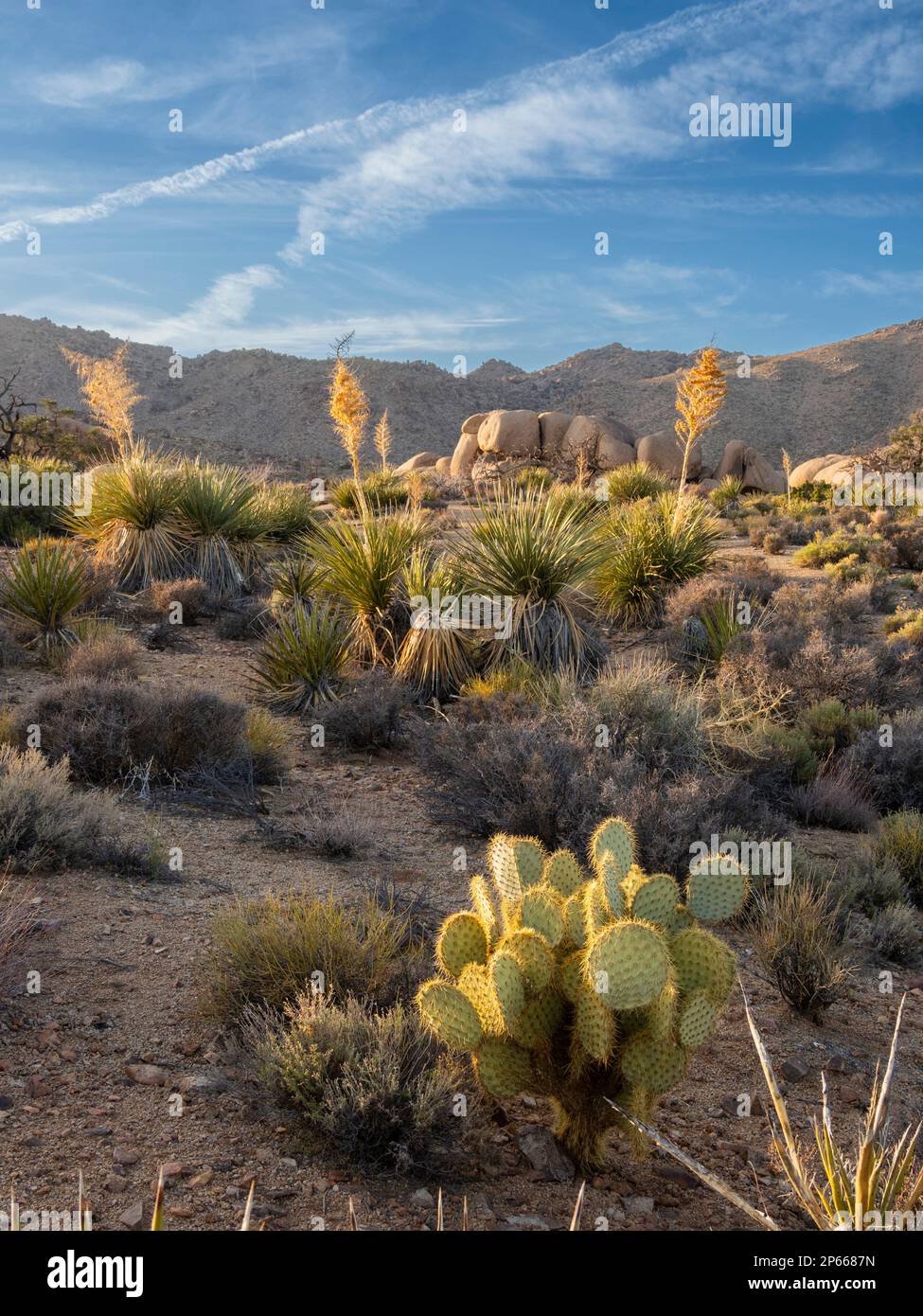 Rocce e cactus alterati nel Joshua Tree National Park, California, Stati Uniti d'America, Nord America Foto Stock