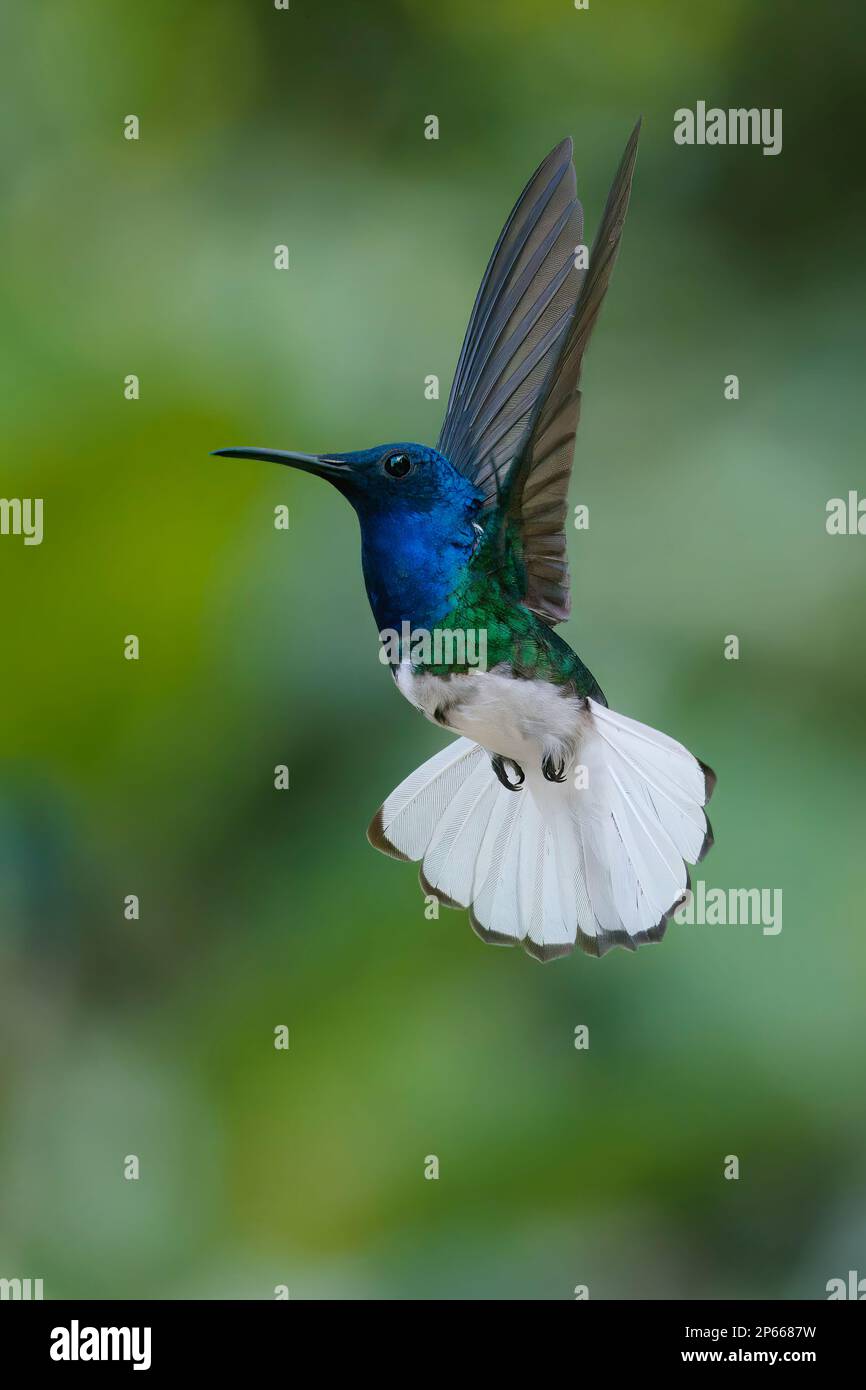 Flying White collo Jacobin (Florisuga Mellivora), Manu National Park Cloud Forest, Perù, Sud America Foto Stock