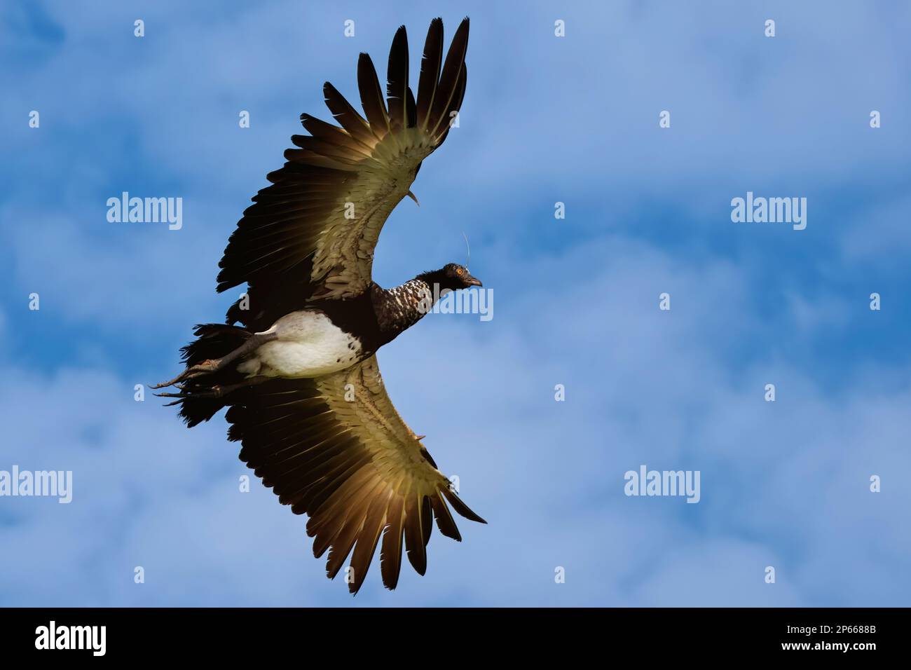 Flying Horned Screamer (Anhima cornuta), Manu National Park Cloud Forest, Perù, Sud America Foto Stock