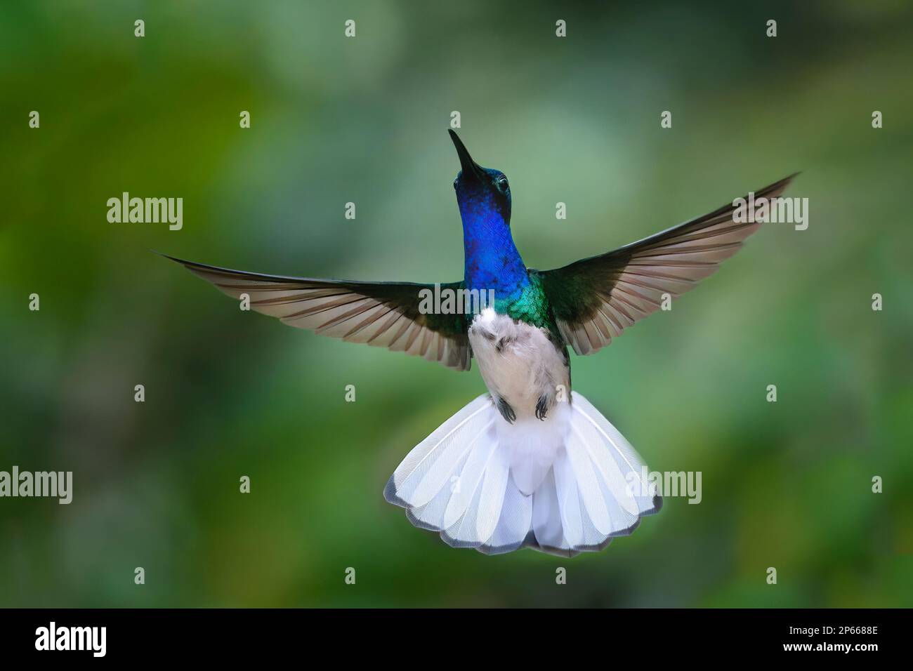 Flying White collo Jacobin (Florisuga Mellivora), Manu National Park Cloud Forest, Perù, Sud America Foto Stock