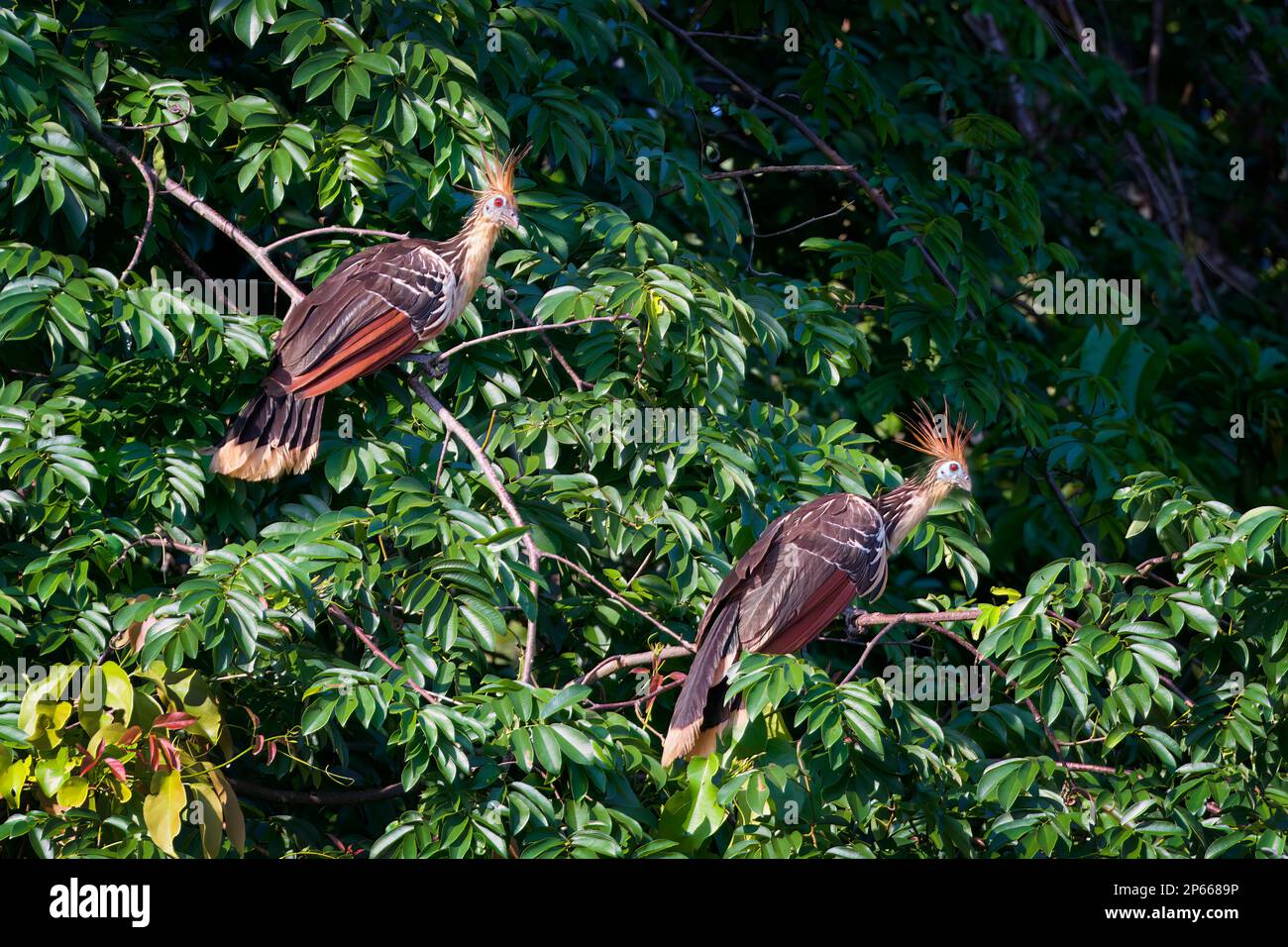 Coppia di Hoatzin (Andean Coot) (Opisthocomus hoazin), Manu National Park Cloud Forest, Perù, Sud America Foto Stock