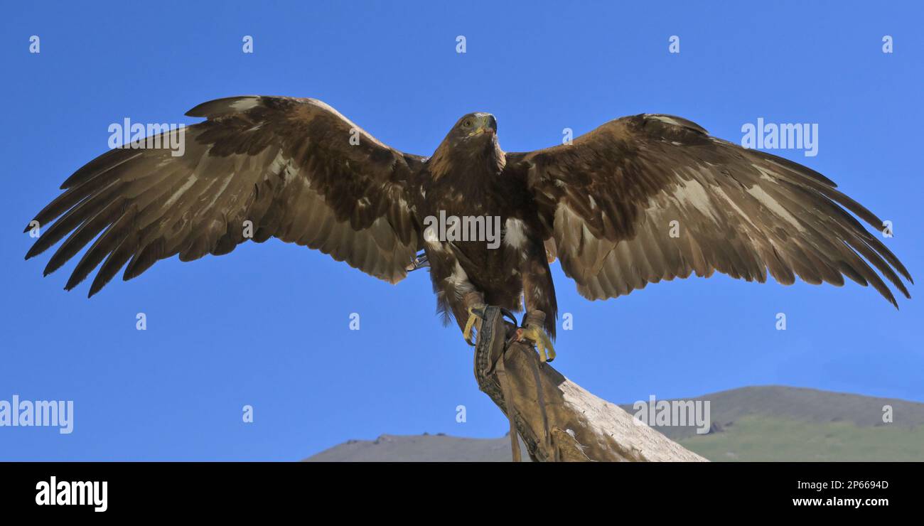 Aquila reale (Aquila Chrysaetos) con ali aperte, lago di Song Kol, regione di Naryn, Kirghizistan, Asia centrale, Asia Foto Stock