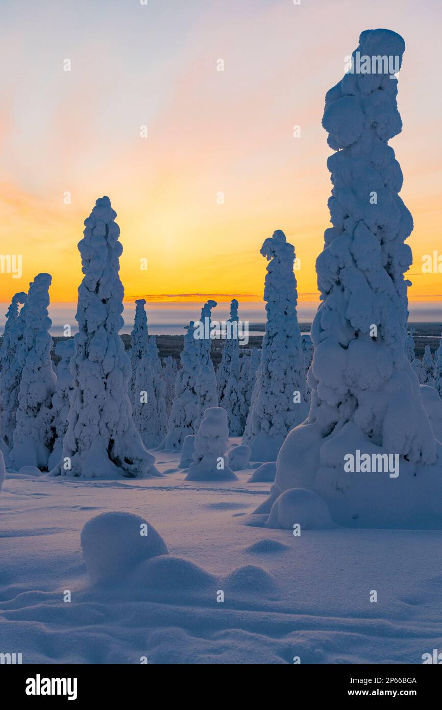 Alberi alti coperti di neve nella foresta artica gelata all'alba, Parco Nazionale di Riisitunturi, Posio, Lapponia, Finlandia, Europa Foto Stock
