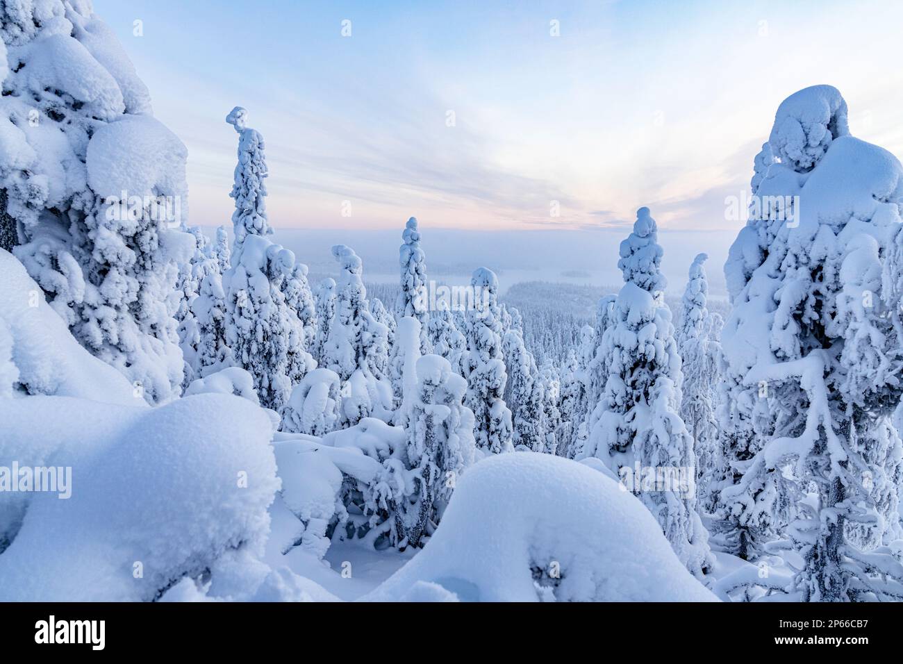Foresta innevata congelata in inverno, Parco Nazionale di Oulanka, Ruka Kuusamo, Lapponia, Finlandia, Europa Foto Stock