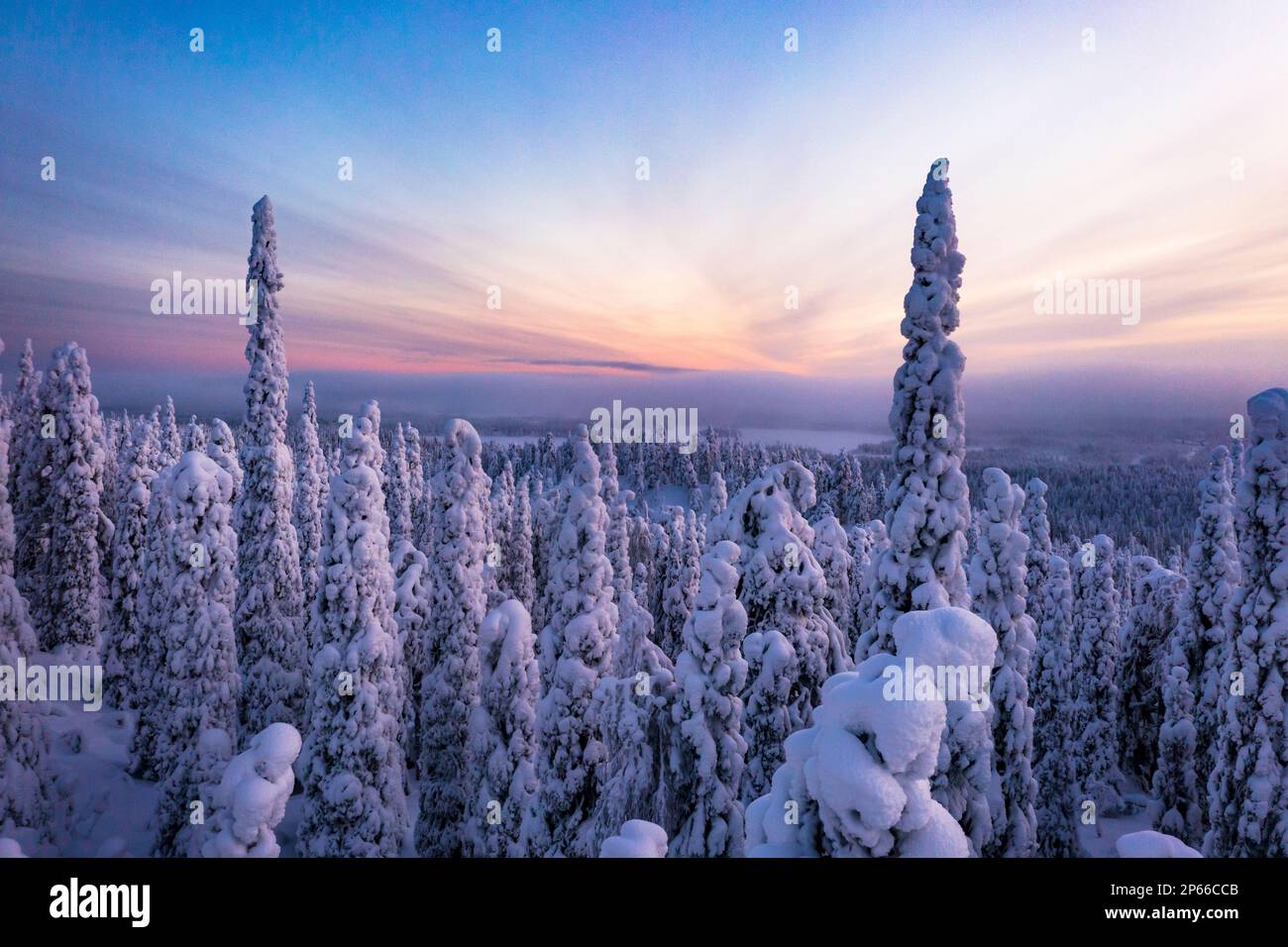 Foresta ghiacciata innevata al tramonto nello scenario invernale della Lapponia finlandese, Finlandia, Europa Foto Stock