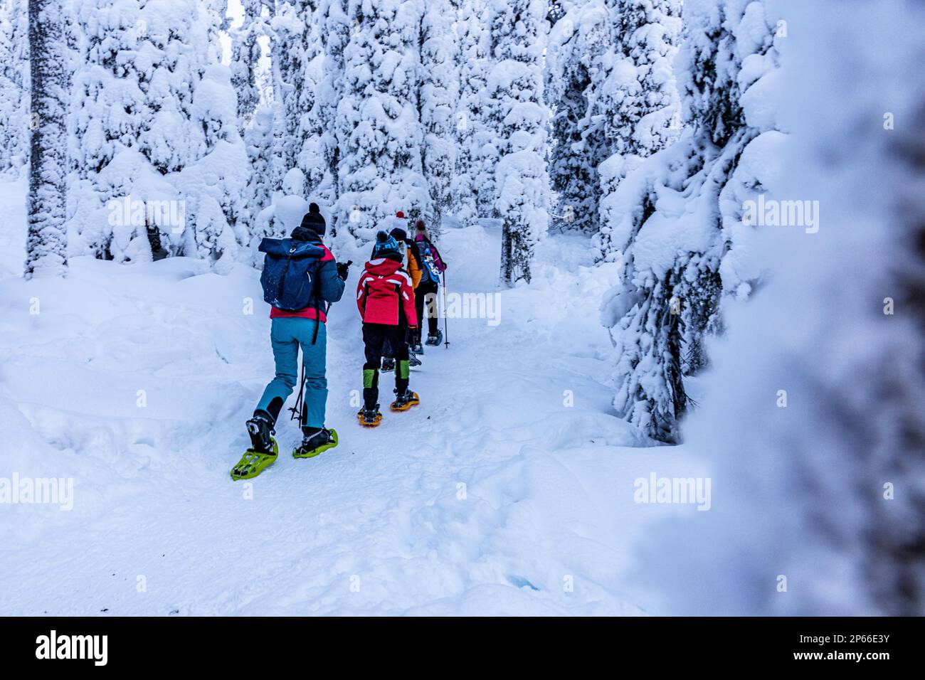 Famiglia esplorando la foresta innevata camminando su un sentiero con racchette da neve, Parco Nazionale di Oulanka, Ruka Kuusamo, Lapponia, Finlandia, Europa Foto Stock