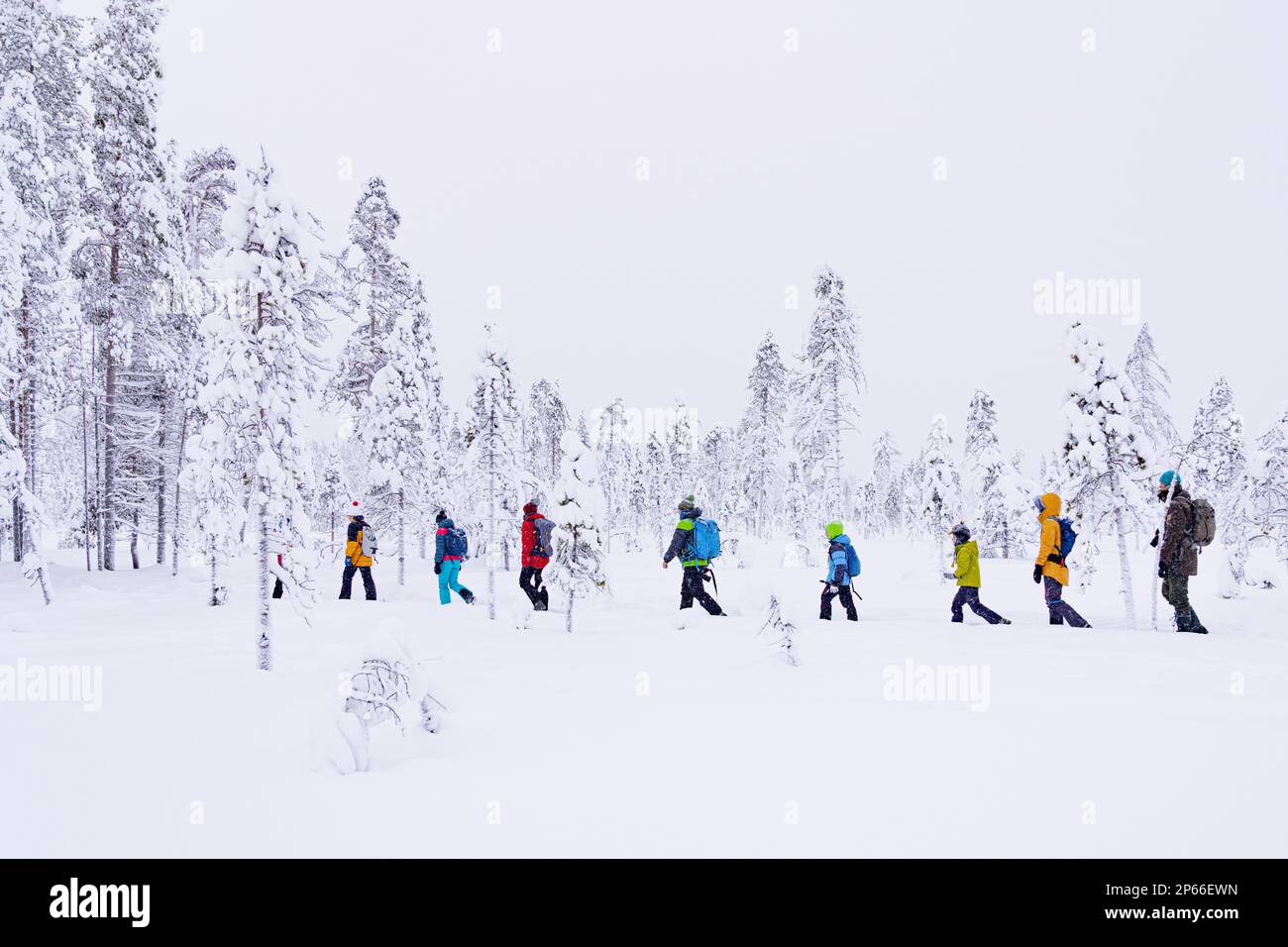 Turisti che si divertono a camminare nella foresta innevata, ISO Syote, Ostrobothnia settentrionale, Lapponia, Finlandia, Europa Foto Stock