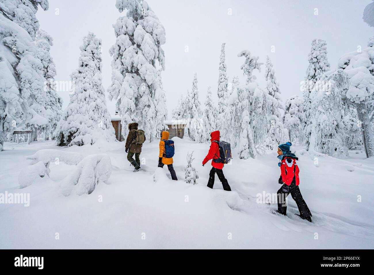 Felice famiglia a piedi nella foresta innevata, ISO Syote, Ostrobothnia settentrionale, Lapponia, Finlandia, Europa Foto Stock