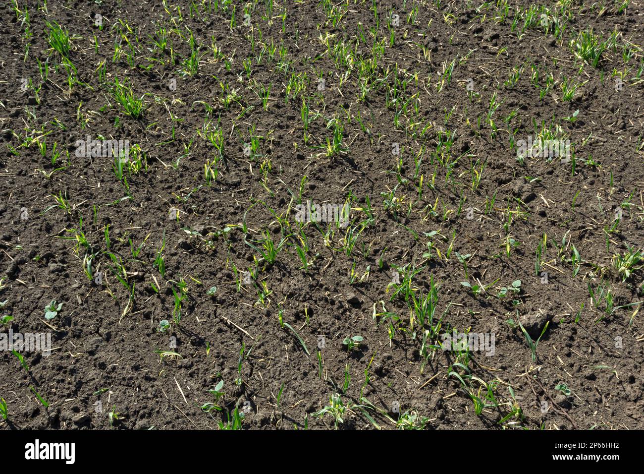 Germogli giovani di grano germogliato sul terreno aperto. Agricolo un campo. Foto Stock