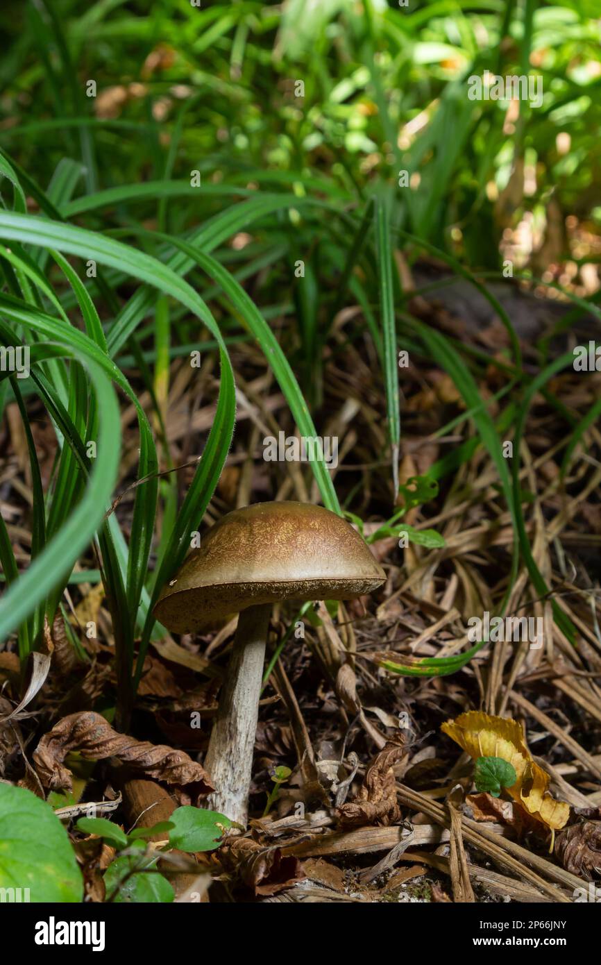 Funghi commestibili Leccinum pseudoscabrum in foresta decidua. Noto come Hazel Bolete. Funghi selvatici che crescono nelle foglie. Foto Stock