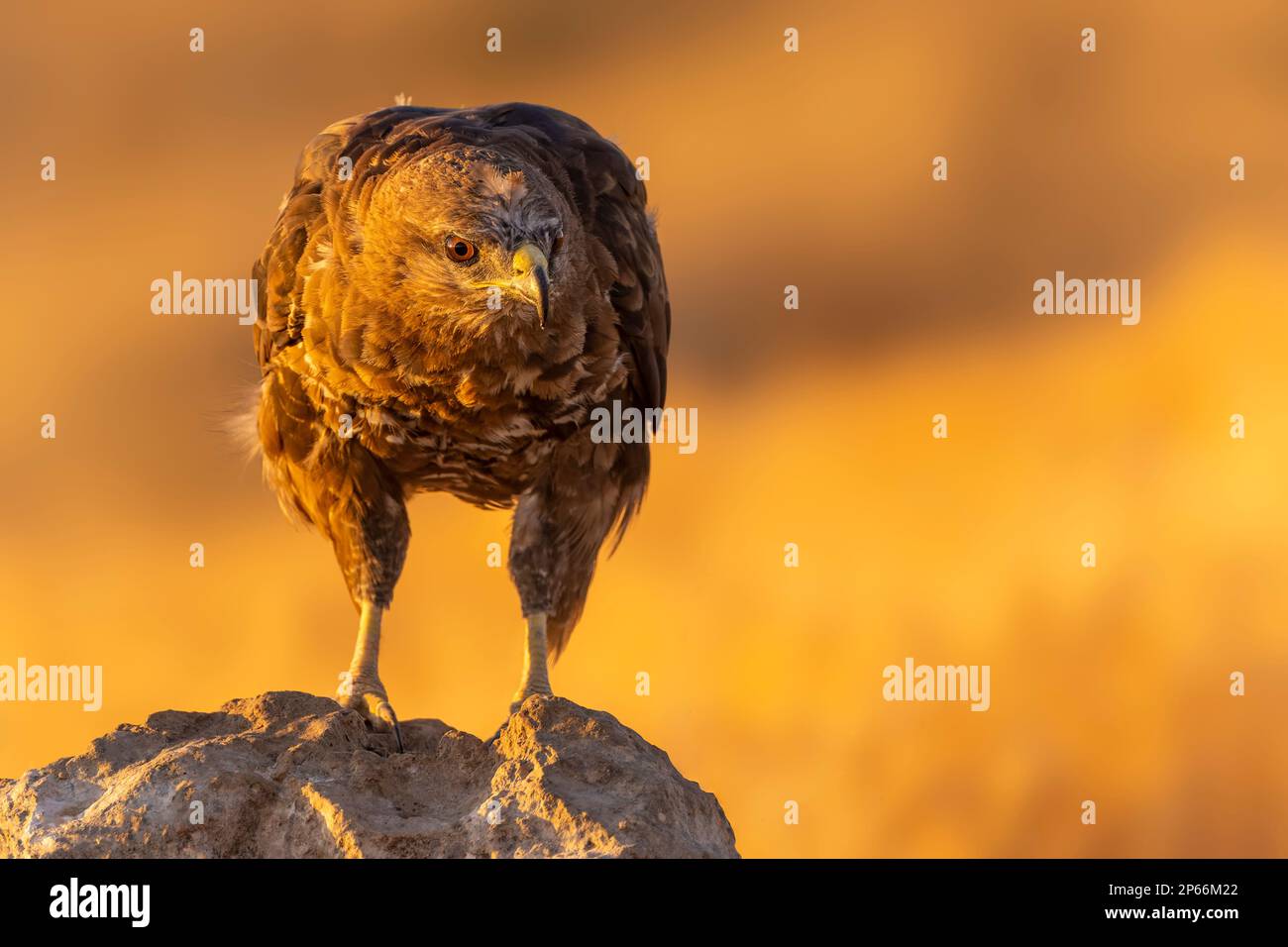 Poiana comune (Buteo buteo) a Toledo, Castilla-la Mancha, Spagna, Europa Foto Stock