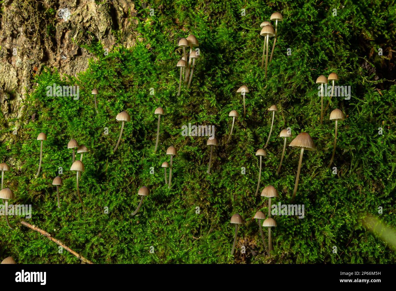 Fungo Micena galopus cresce sul muschio verde nella foresta. Foto Stock