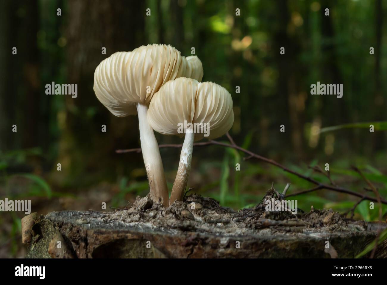 Il Bonnet comune Micena galericulata è un fungo immangiabile , una foto d'intime. Foto Stock