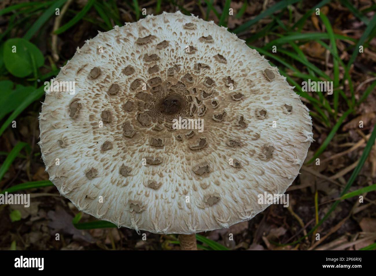 Cappello di fungo di parasolo macrolepiota procera con originale disegno di scale marroni a cerchi, sullo sfondo di foglie scure e asciutte che mettono in risalto l'argento Foto Stock
