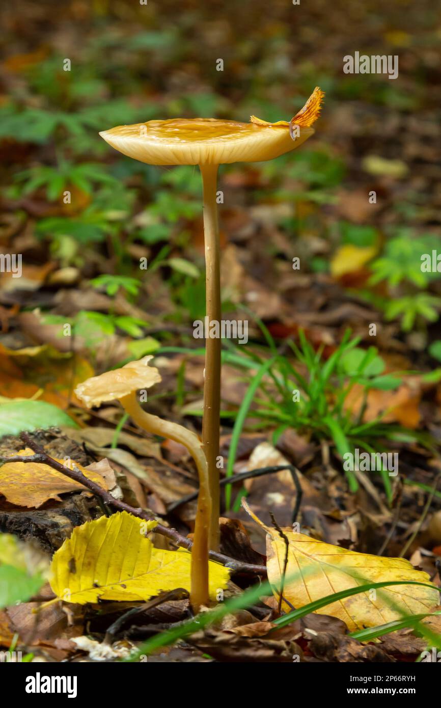 Funghi commestibili Hymenopellis radicata o Xerula radicata su un prato di montagna. Noto come fungo di radice profonda o gambo di radicamento. Fungo selvatico che cresce in Foto Stock