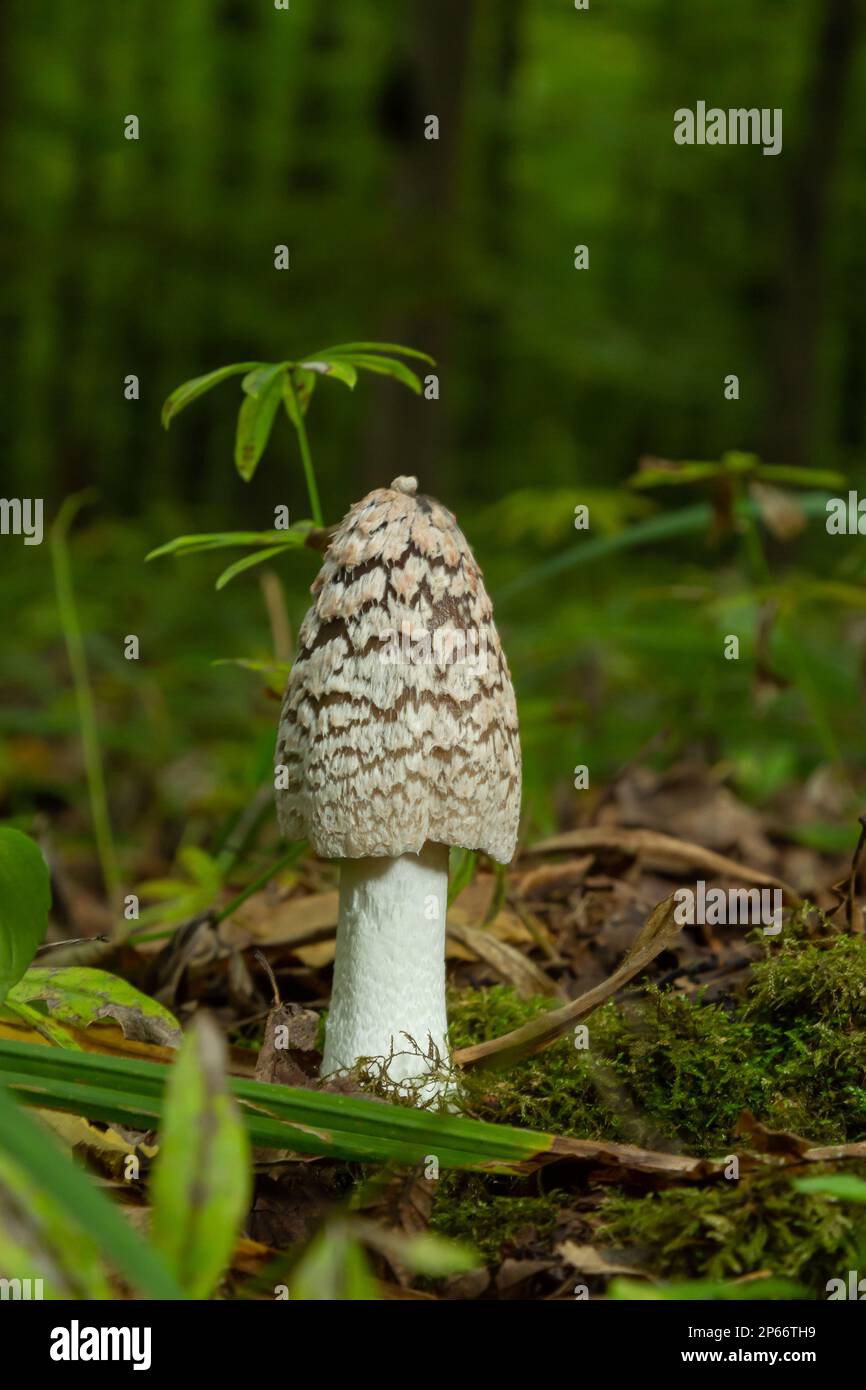 Il Psathyrellaceae è una specie di batterio appartenente alla famiglia delle Psathyrellaceae. Foto Stock