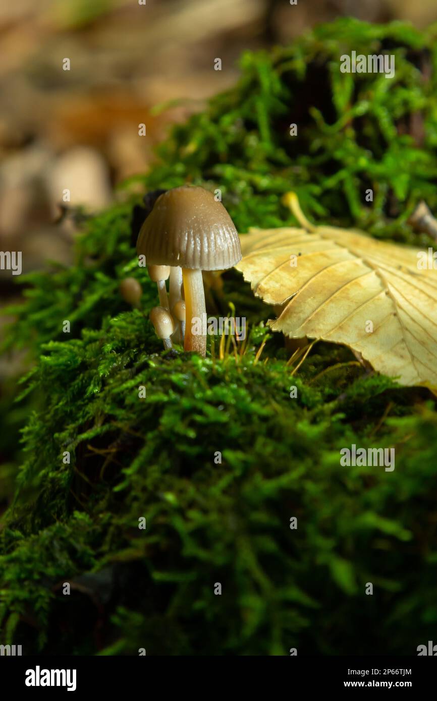 Famiglia amabile di funghi con gambe sottili cofano scagliato su fondo verde funghi-Micena inclinata. Foto Stock