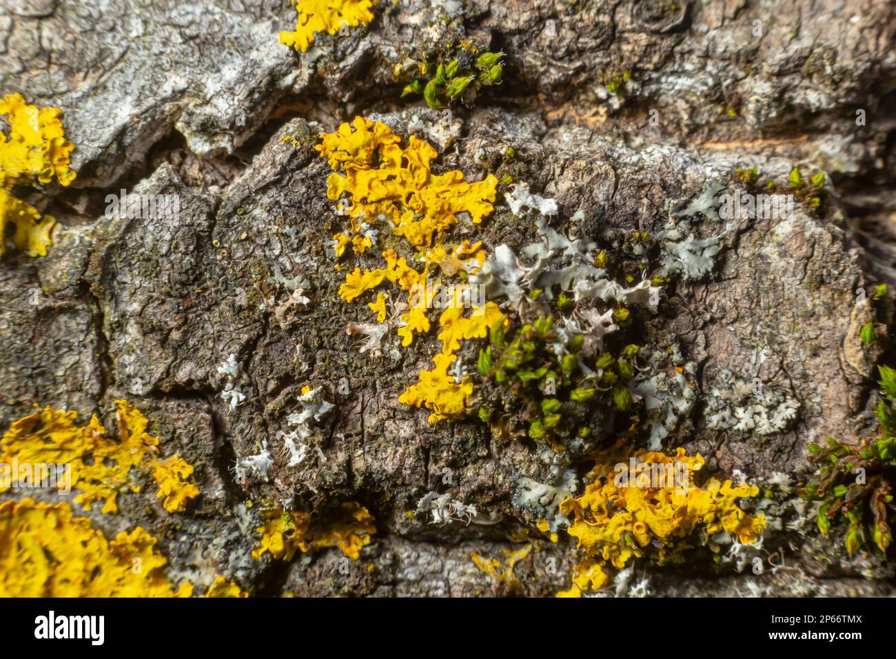 Particolare della corteccia di un albero su cui cresce il lichene. Foto Stock