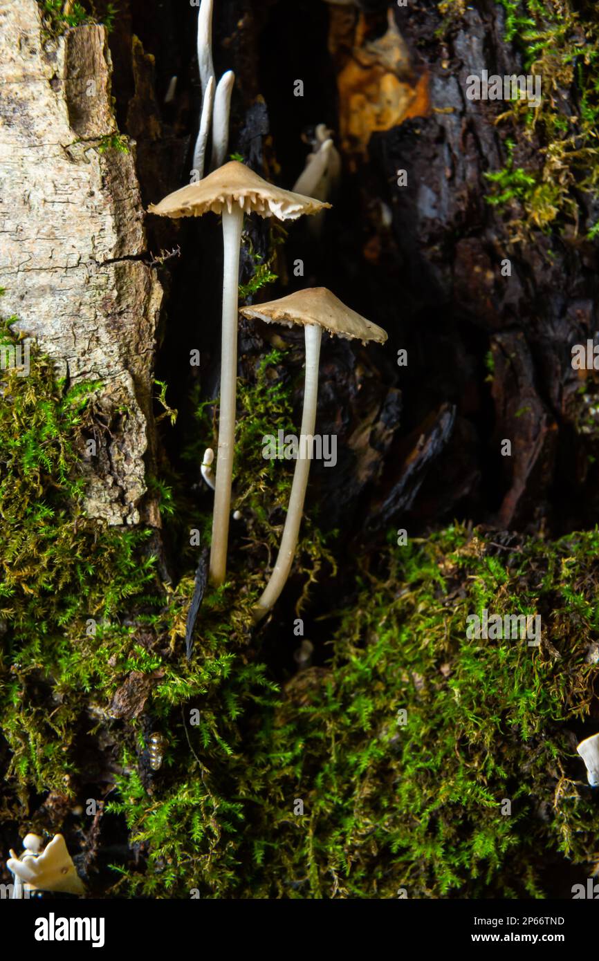 Funghi magici che crescono sulla muschio. Molto probabilmente Micena galericulata. Foto Stock