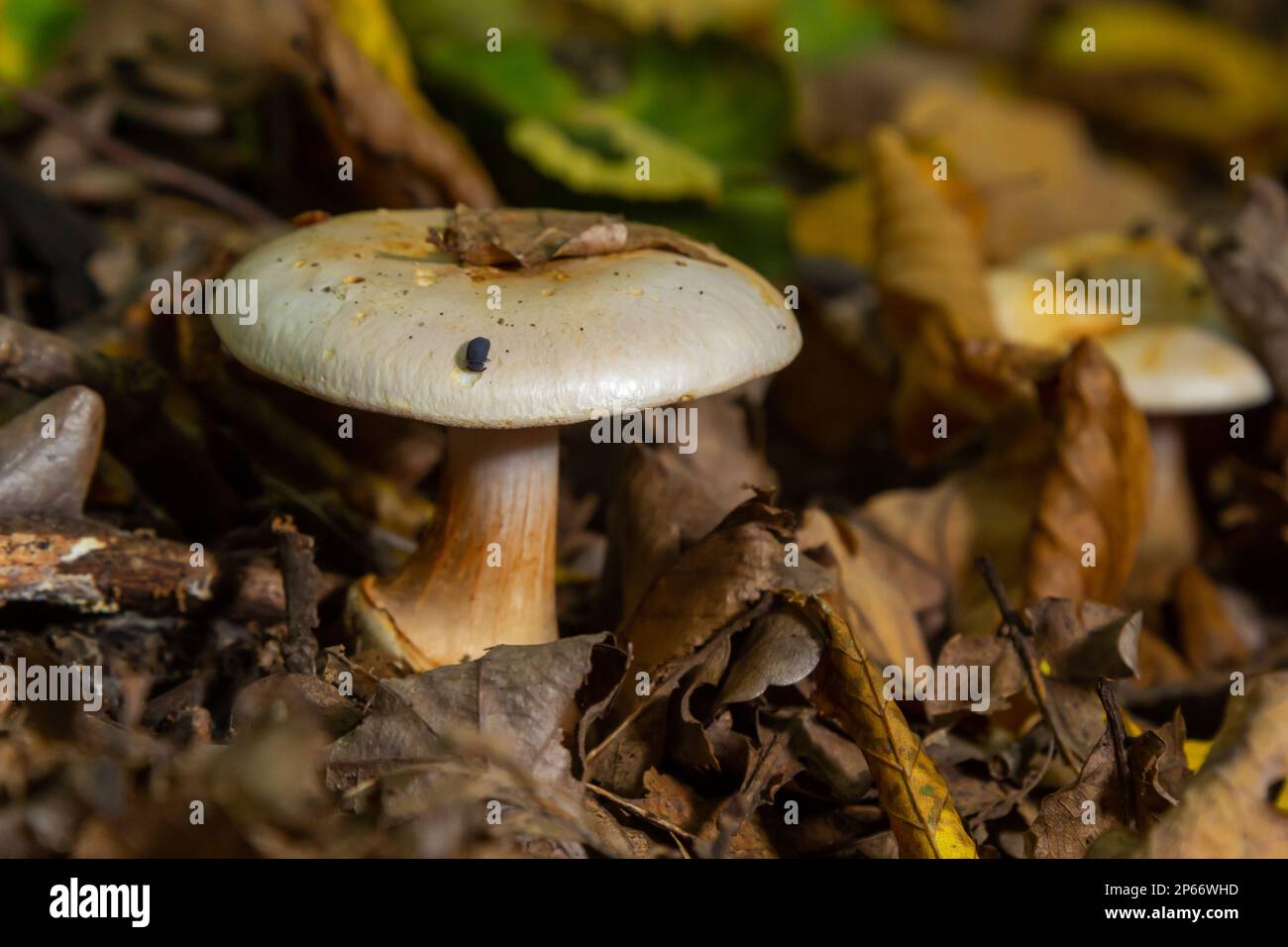 fungo mortale di cortinarius orellanus. Sullo sfondo del fogliame autunnale nella foresta. Foto Stock