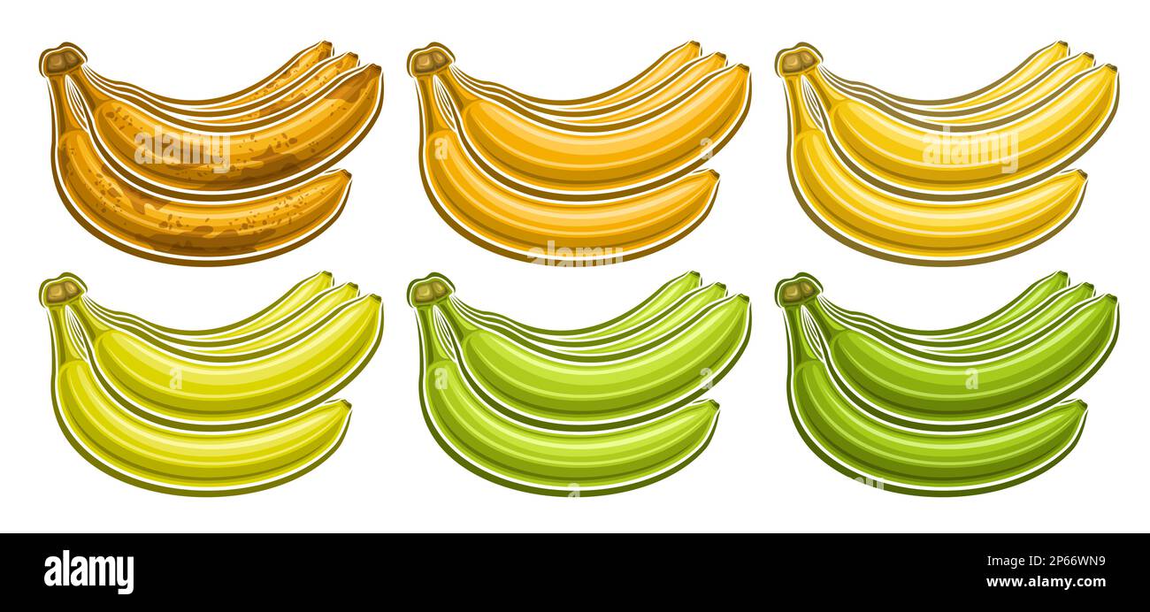 Set di mazzette di Banana Vector, voucher orizzontale con collezione di lotti di illustrazioni ritagliate di gruppo assortite bunche di banana mimate marrone e verde non mimate Illustrazione Vettoriale