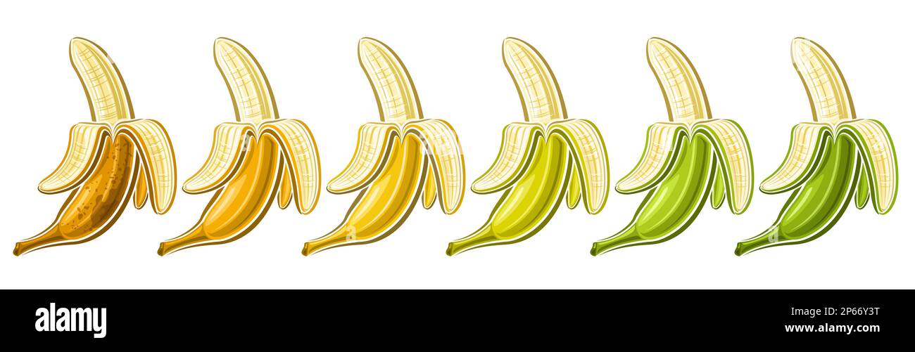 Vector aperto Banana Set, voucher orizzontale con raccolta lotto di illustrazioni di gruppo assortite marrone murato e verde non murato banan pelato Illustrazione Vettoriale