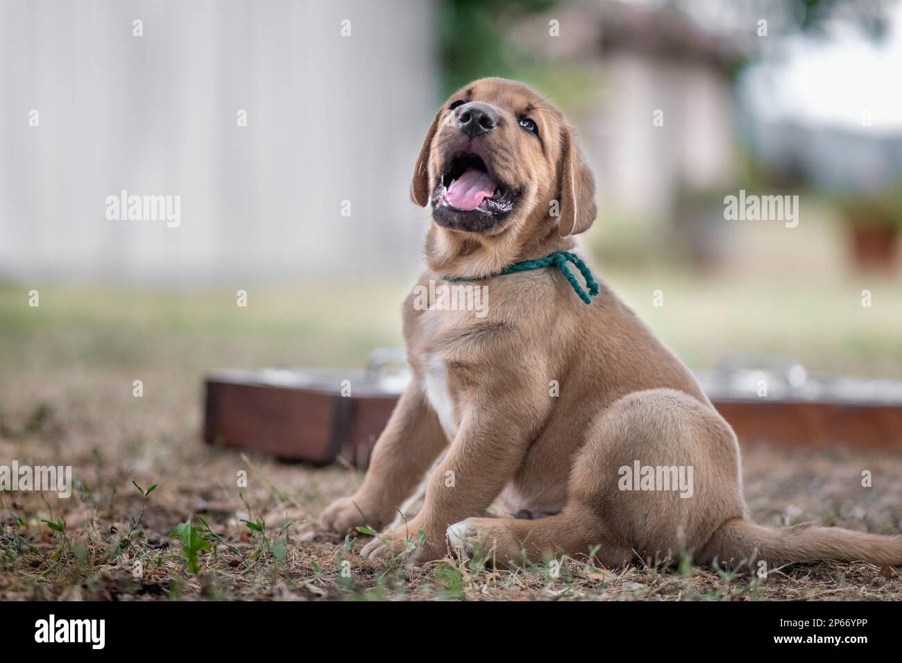 Il cucciolo di razza Broholmer con un collare verde si siede sull'erba, Italia, Europa Foto Stock