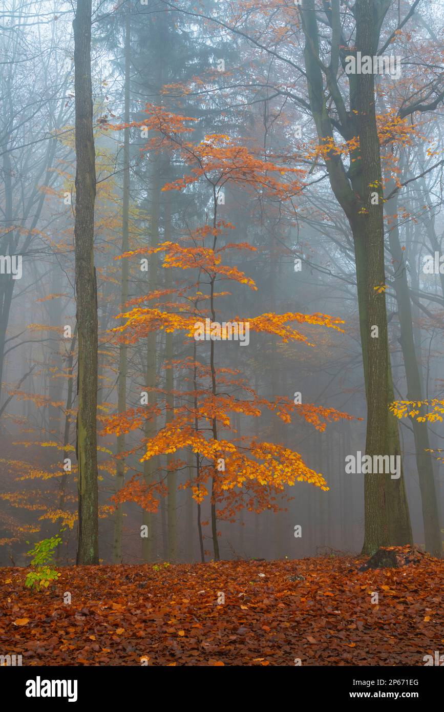 Faggio arancio in autunno, Hruba Skala, Semily District, Liberec Regione, Boemia, Repubblica Ceca (Czechia), Europa Foto Stock