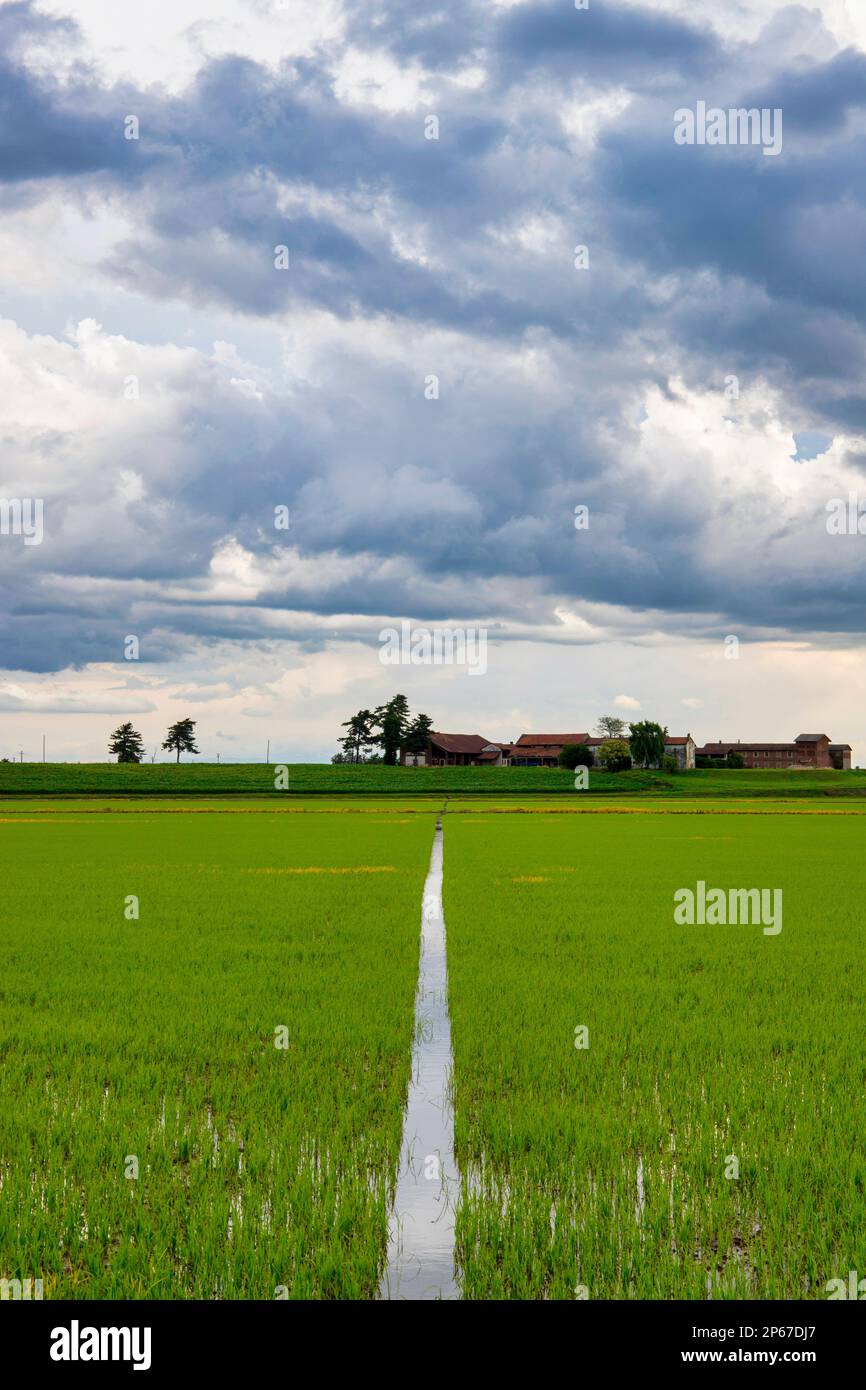 Campi e risaie in una giornata estiva, sotto un cielo tempestoso, Novara, Val Padana, Piemonte, Italia, Europa Foto Stock