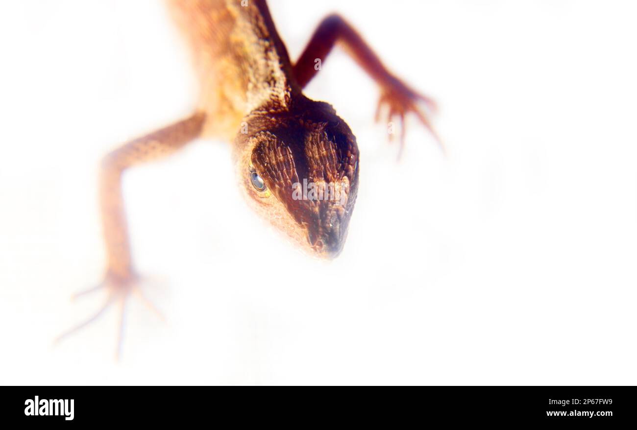 AGAMA dallo Sri Lanka, ritratto isolato su sfondo bianco Foto Stock