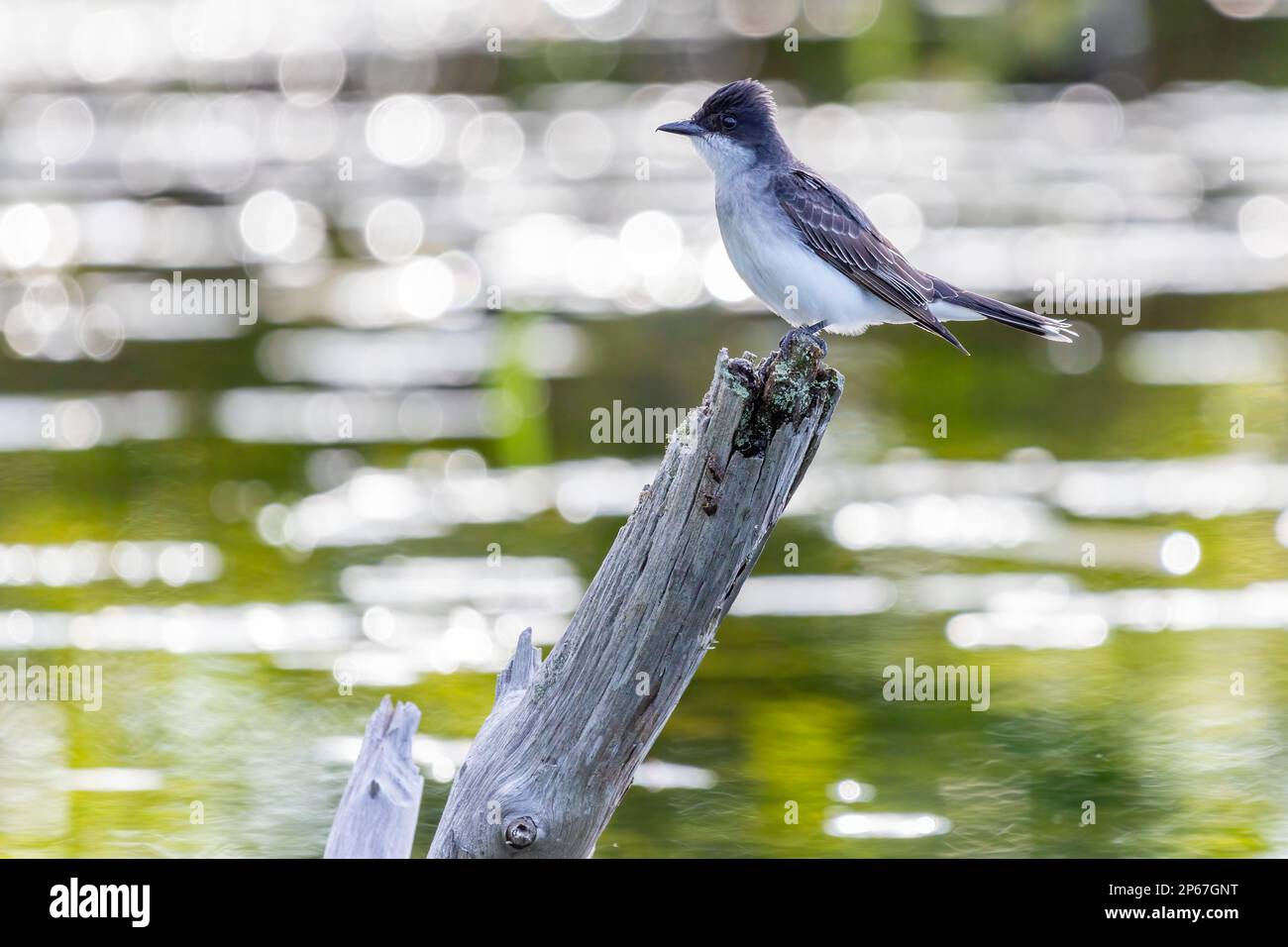 Eastern Kingbird, Massachusetts, New England, Stati Uniti d'America, Nord America Foto Stock