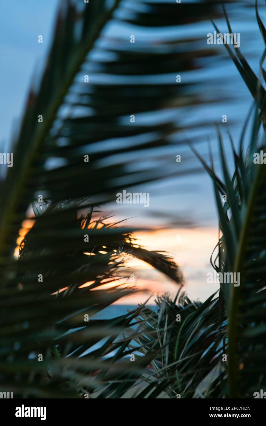 Palme d'inverno al tramonto, il fogliame ondeggiante nel vento Foto Stock