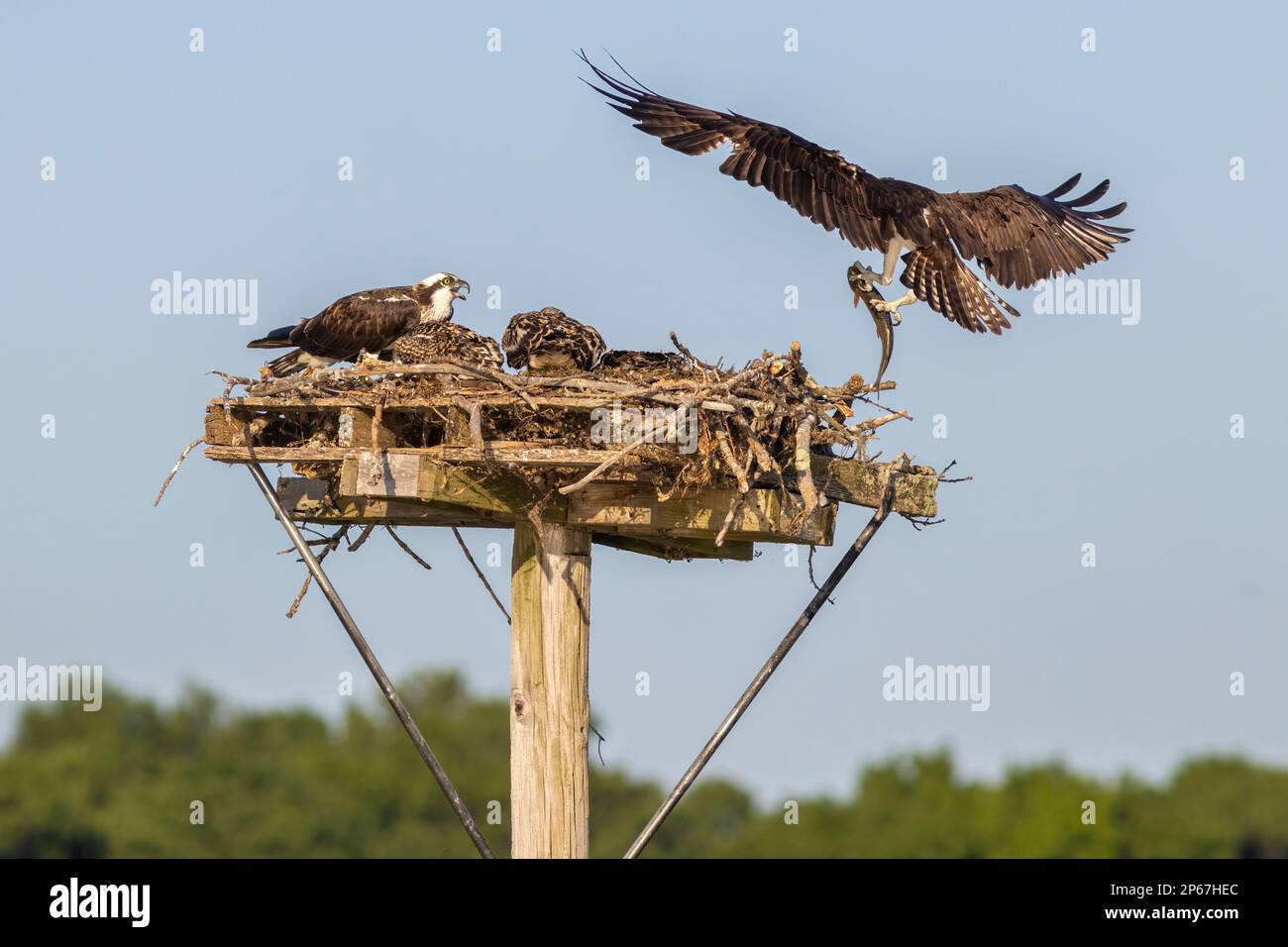 Osprey consegna il pesce al nido, Stati Uniti d'America, Nord America Foto Stock