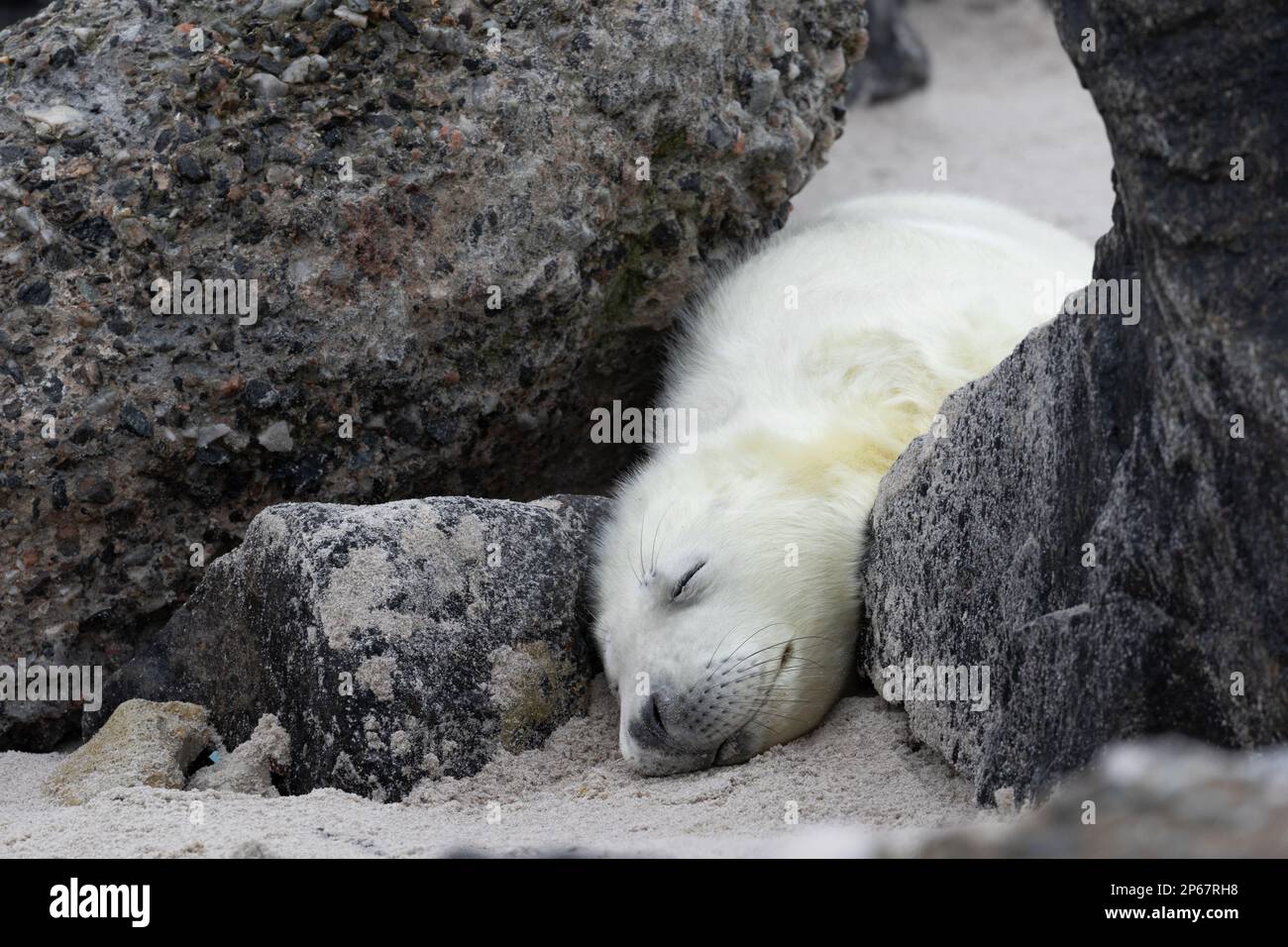 Un cucciolo di foca grigio su Heligoland si trova tra due rocce sulla spiaggia e dorme. Foto Stock