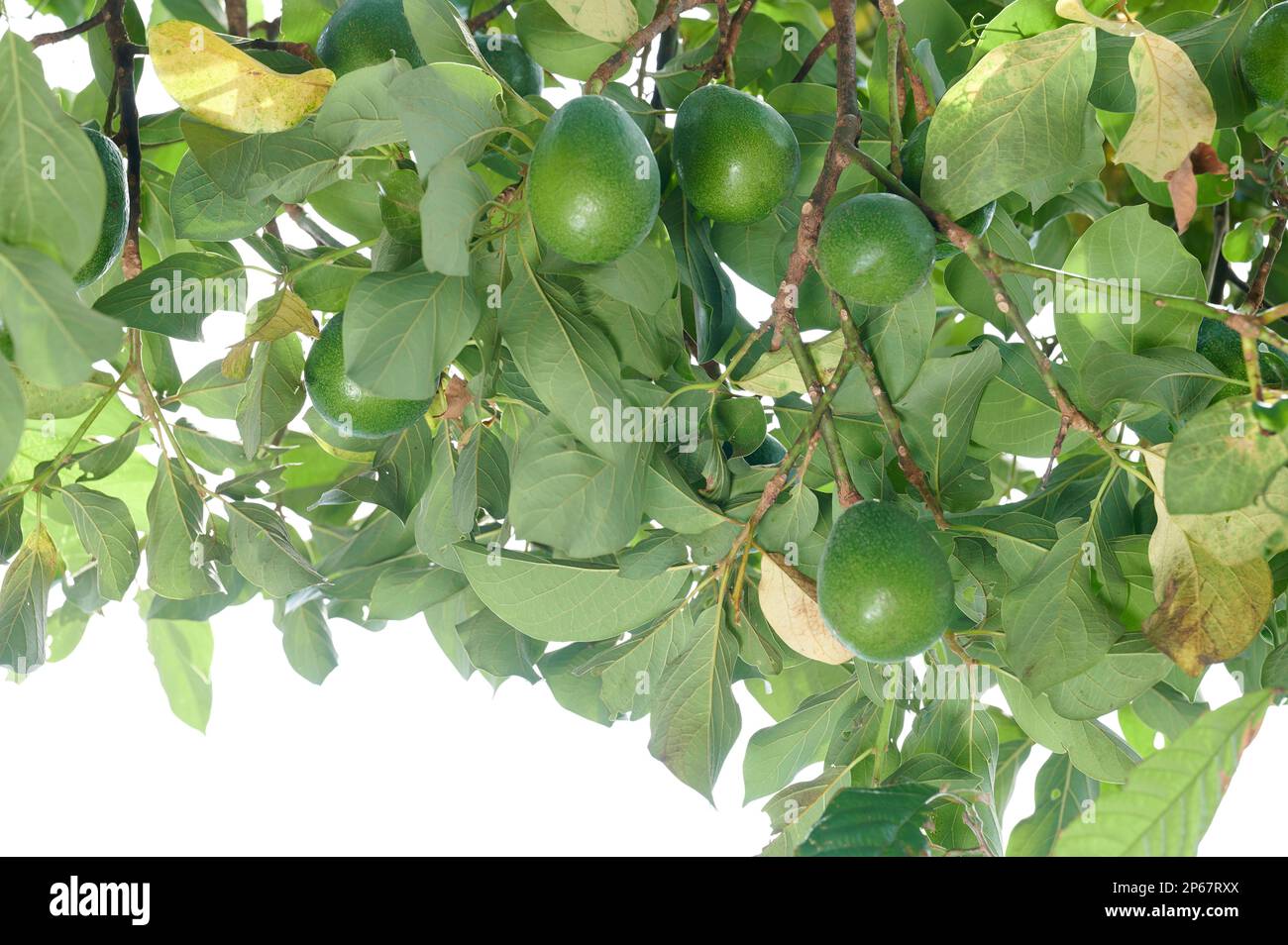 Primo piano del ramo di avocado sullo sfondo verde delle piante a foglia di albero Foto Stock