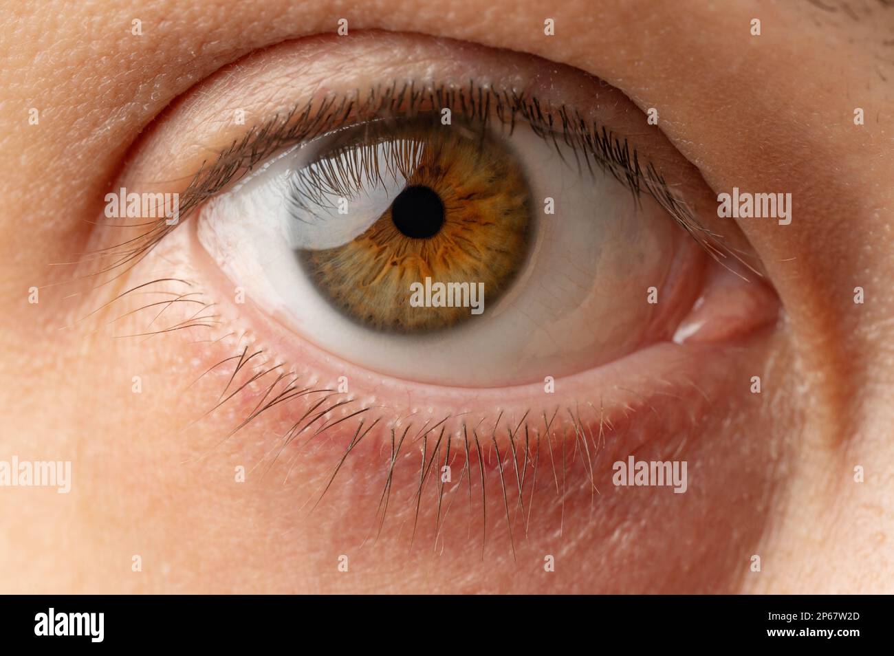 Vista ravvicinata macro occhio umano di colore marrone Foto Stock