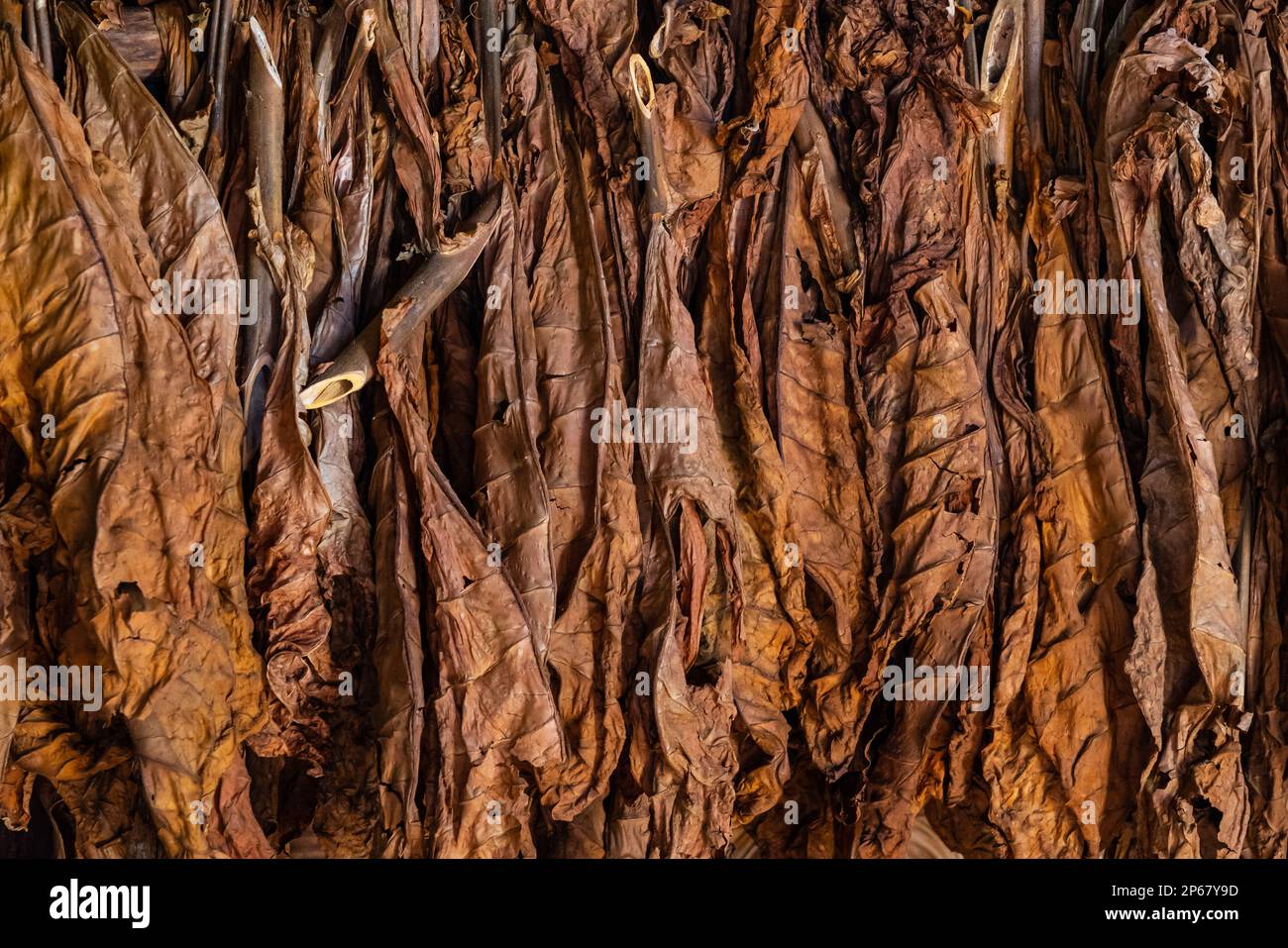 Tabacco appeso fuori ad asciugare, Vinales, Cuba, Indie occidentali, Caraibi, America Centrale Foto Stock