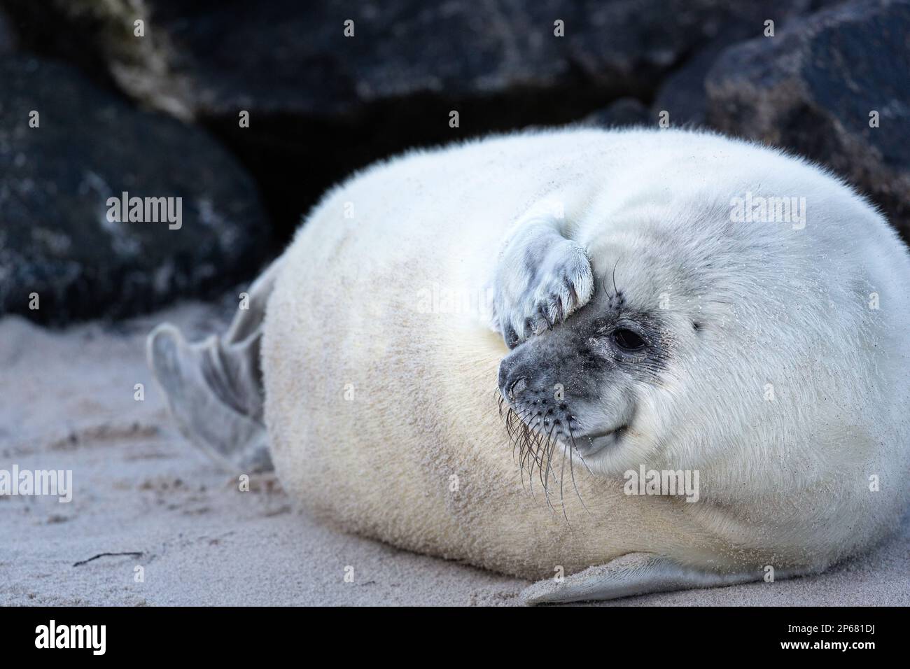 Un cucciolo di sigillo grigio su Heligoland tiene un occhio coperto con la sua pinna. Foto Stock