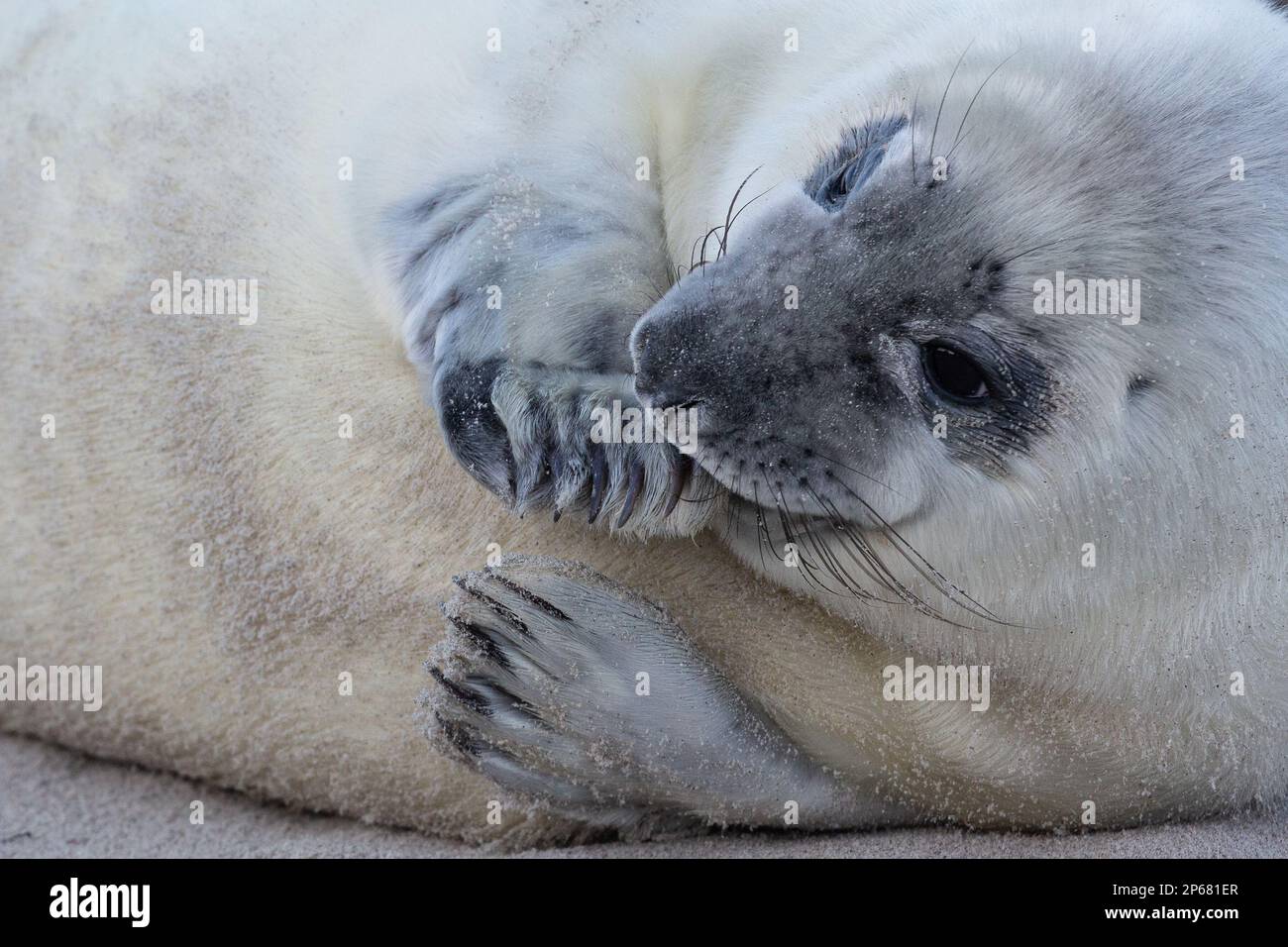Un cucciolo di sigillo grigio su Heligoland succhia sulla sua pinna. Foto Stock
