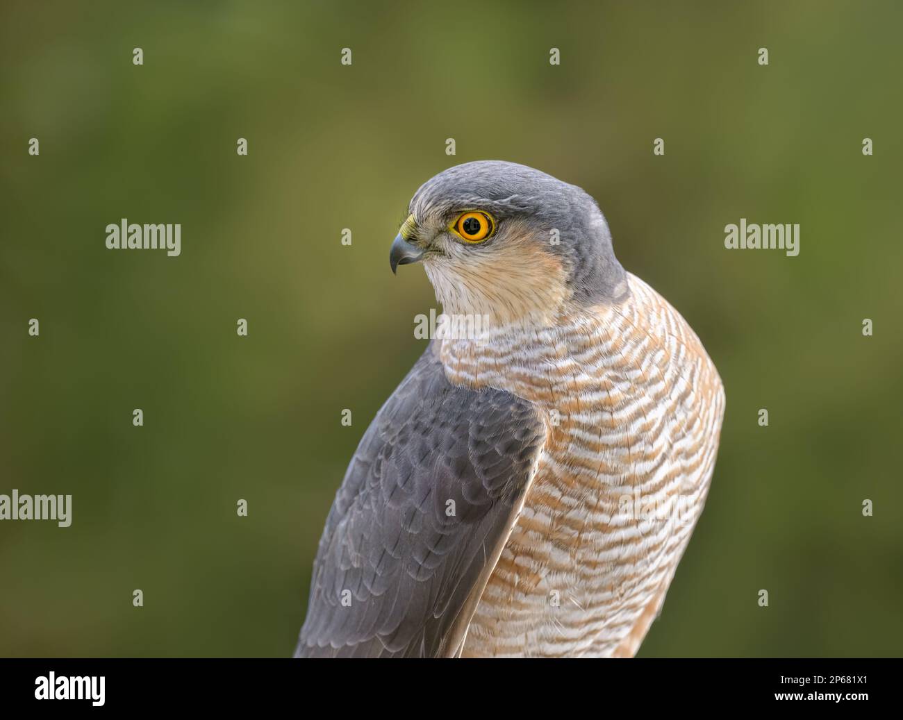 Sparrowwhawk eurasiatico, Accipiter nisus, ritratto di questo uccello di preda con occhi gialli, Renania, Germania Foto Stock