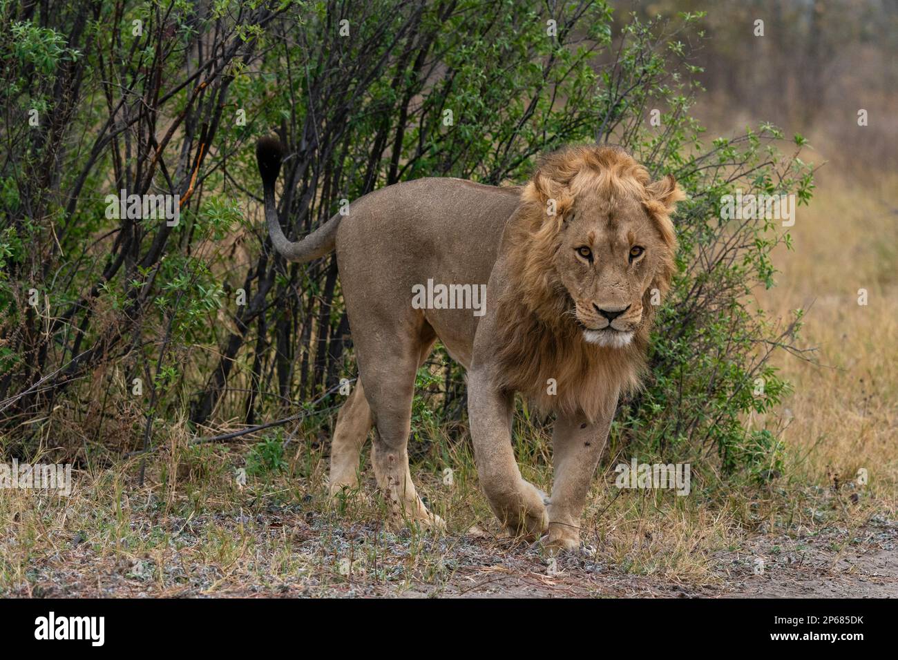 Leone (Panthera leo) guardando la macchina fotografica, Savuti, Parco Nazionale di Chobe, Botswana, Africa Foto Stock