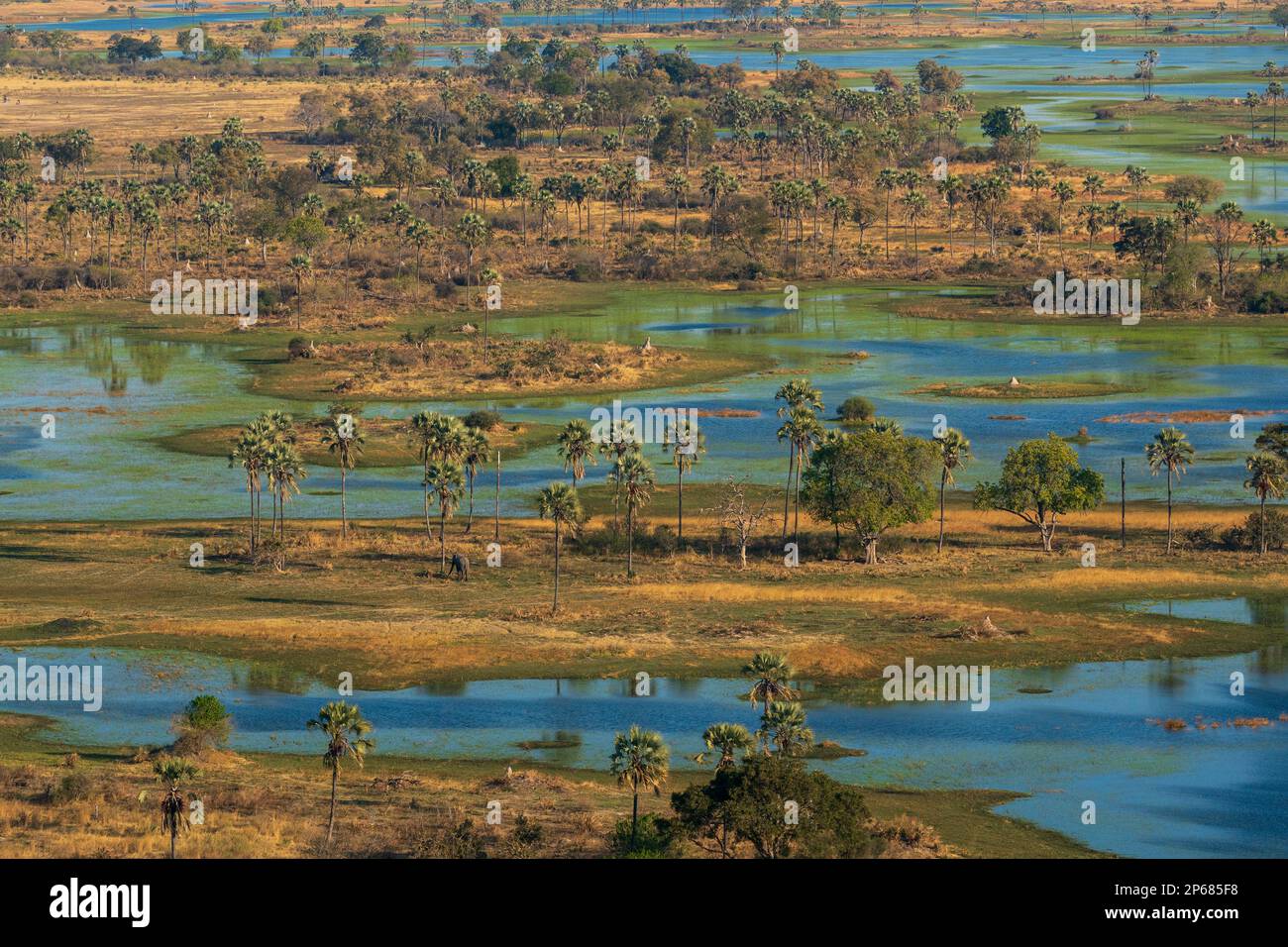 Veduta aerea del Delta dell'Okavango, patrimonio dell'umanità dell'UNESCO, Botswana, Africa Foto Stock