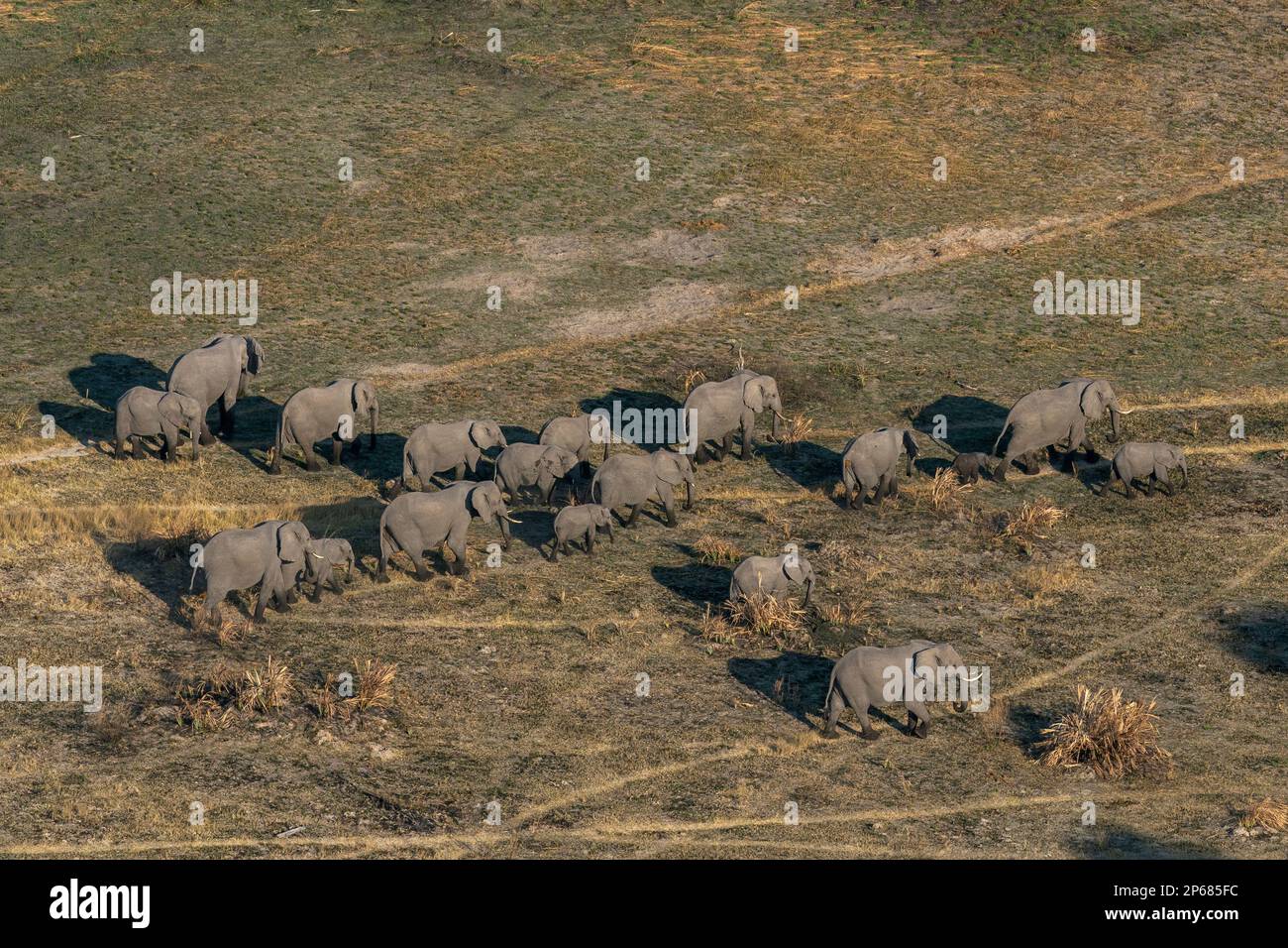 Vista aerea degli elefanti africani (Loxodonta africana) camminando nel Delta dell'Okavango, patrimonio dell'umanità dell'UNESCO, Botswana, Africa Foto Stock