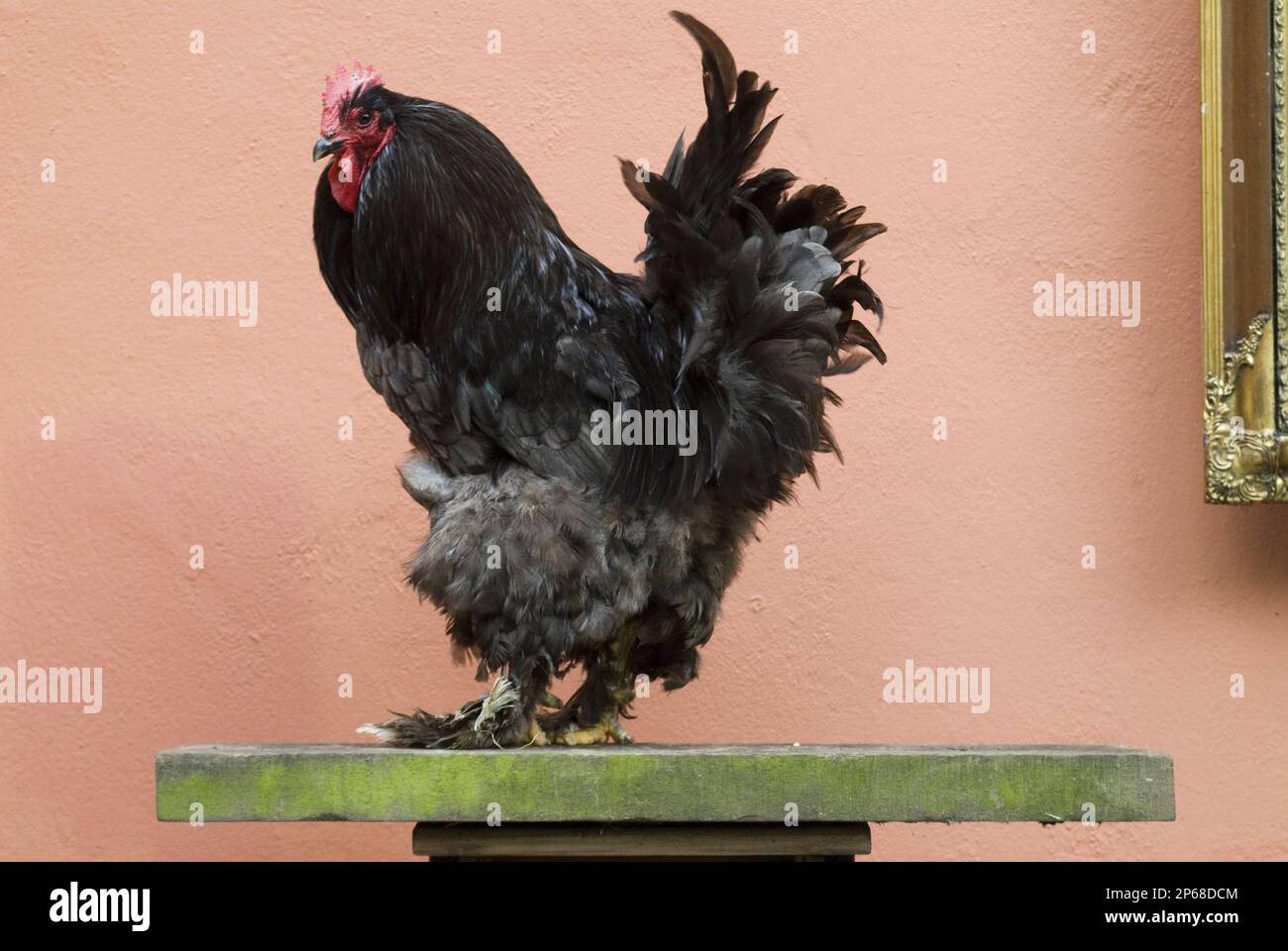 gallina fantasia nera con testa rossa arroccata su una mensola verde contro il muro di terracotta, razze di pollo di pollame Foto Stock