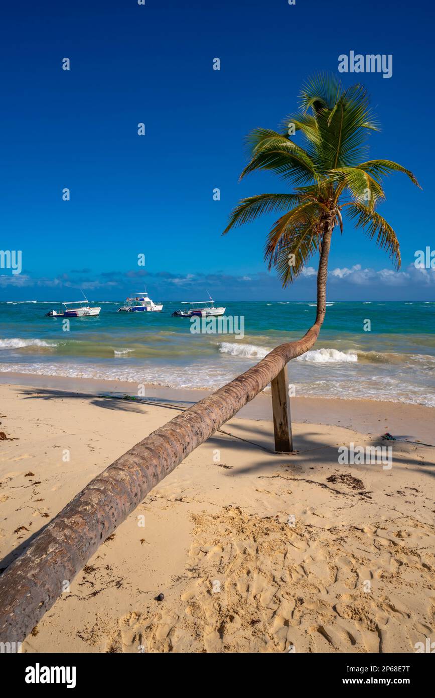 Vista del mare, della spiaggia e della palma in una giornata di sole, Bavaro Beach, Punta Cana, Repubblica Dominicana, Indie Occidentali, Caraibi, America Centrale Foto Stock