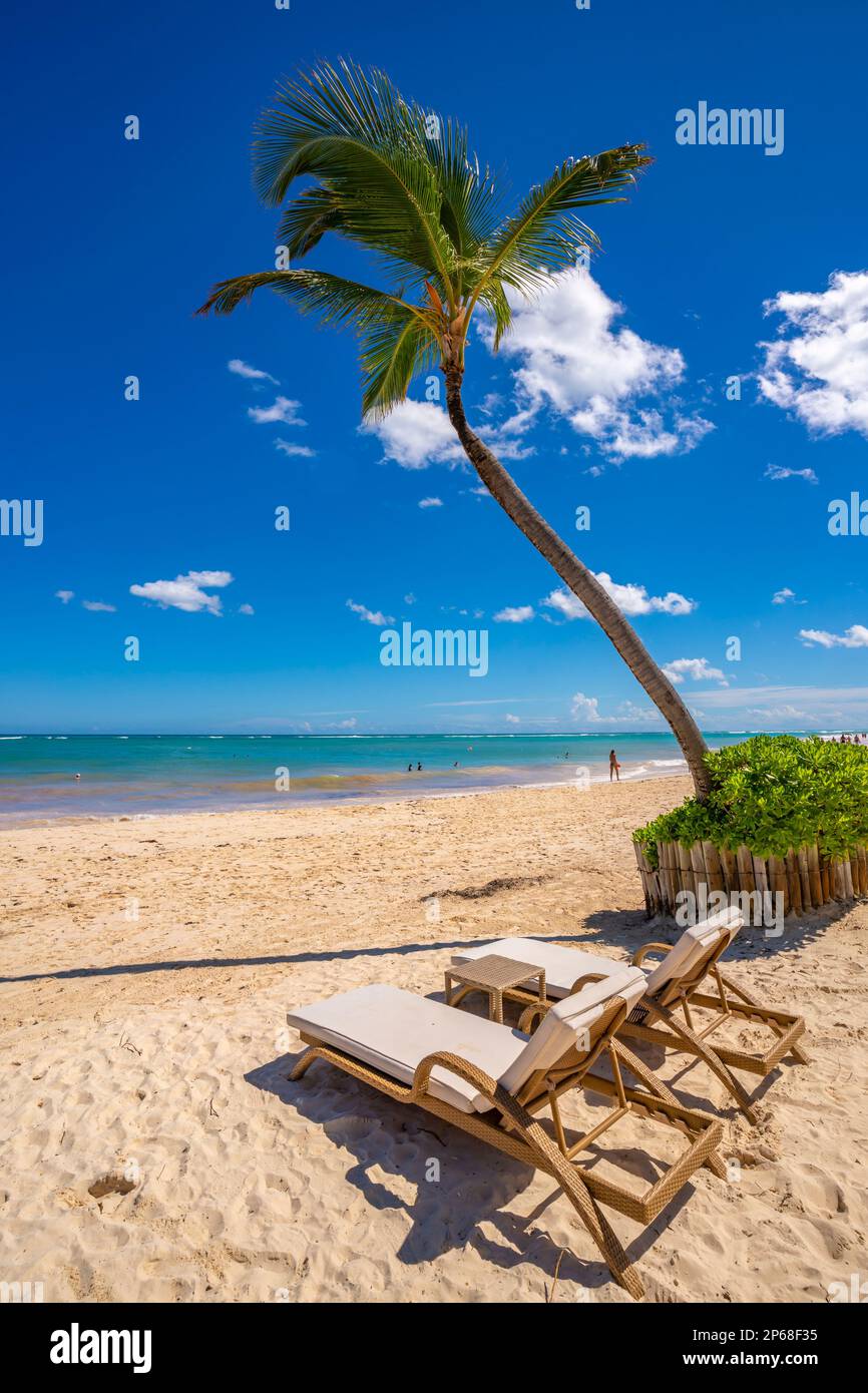 Vista di lettini e palma singola su Bavaro Beach, Punta Cana, Repubblica Dominicana, Indie Occidentali, Caraibi, America Centrale Foto Stock