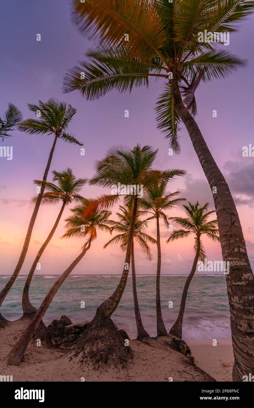 Vista delle palme sulla spiaggia di Bavaro al tramonto, Punta Cana, Repubblica Dominicana, Indie Occidentali, Caraibi, America Centrale Foto Stock