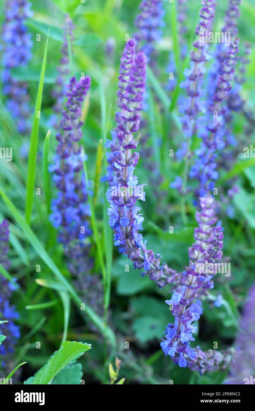 La salvia nemorosa cresce tra le erbe selvatiche Foto Stock