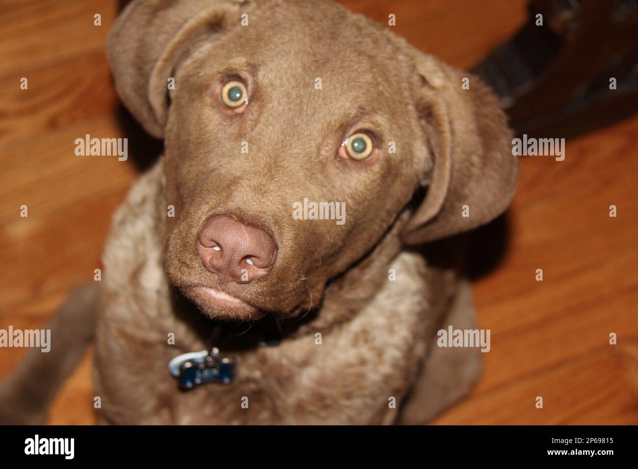 Chesapeake bay retriever Foto Stock